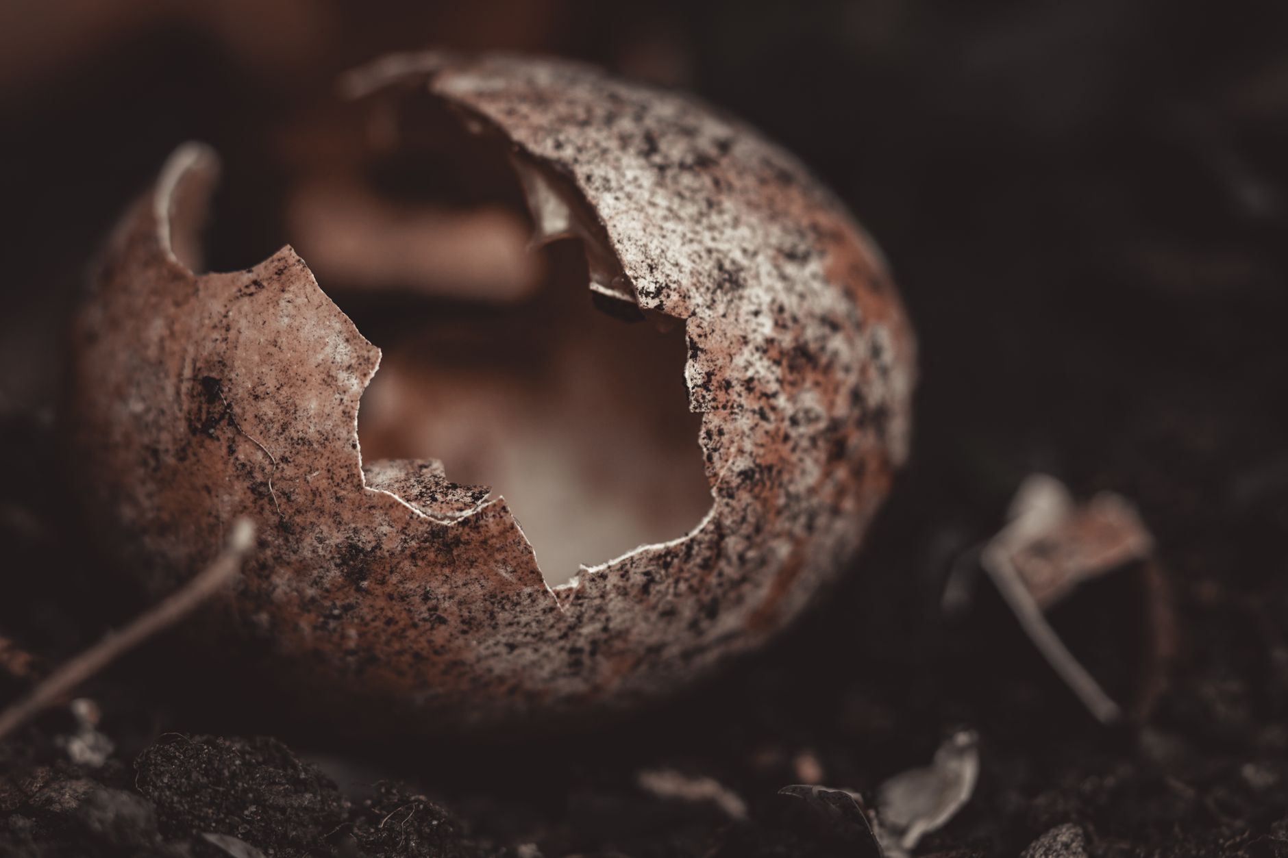 Eggshells in Garden: Complete Usage Guide