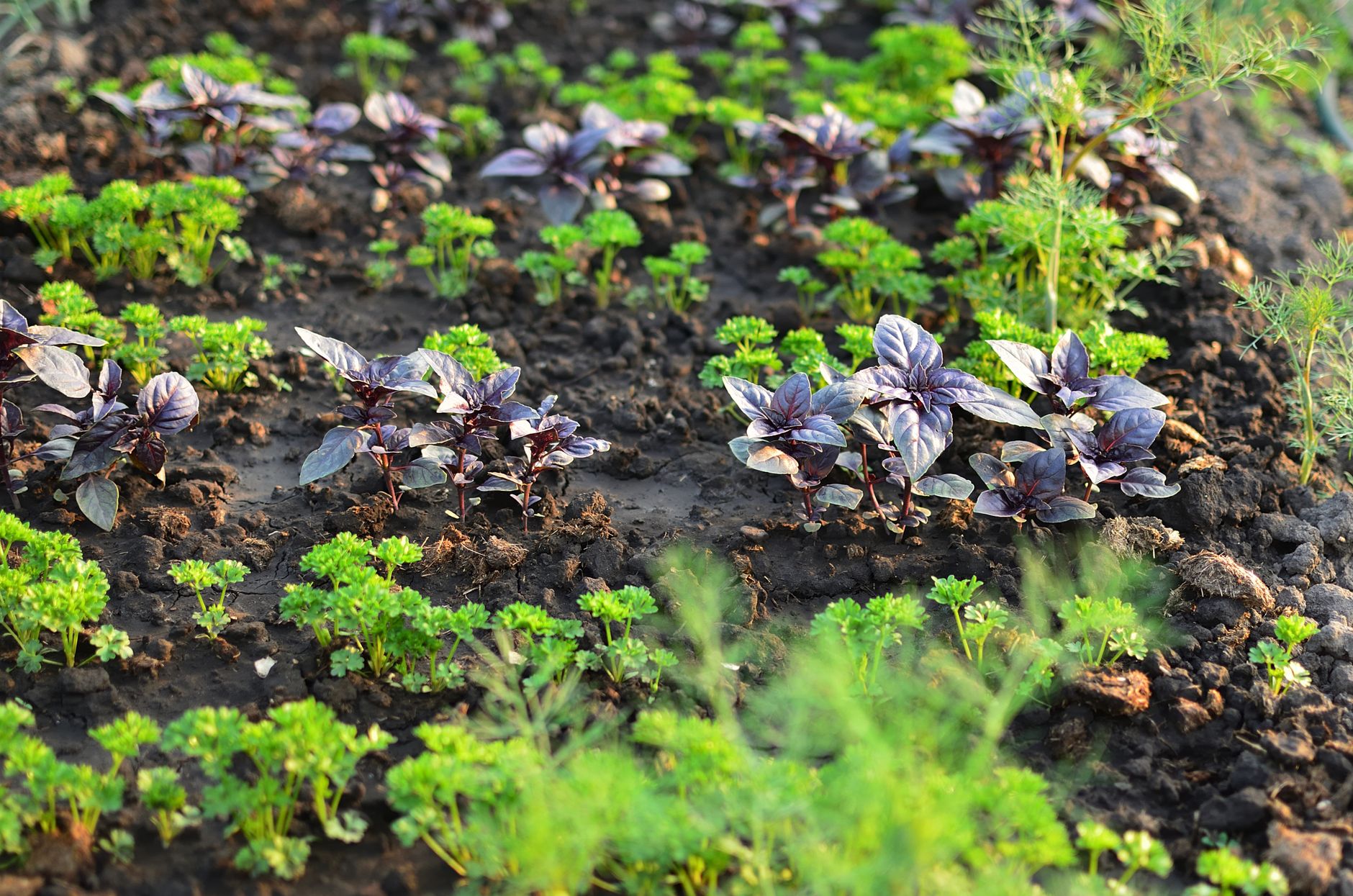 Soil depth in an elevated bed