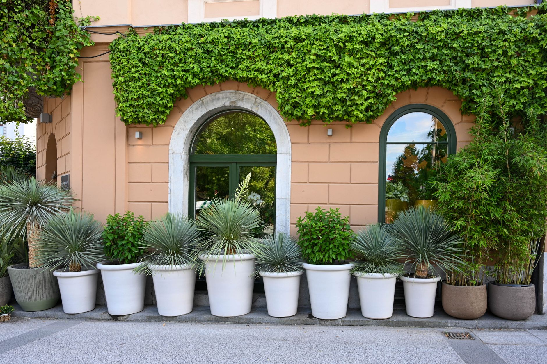 Espalier Fruit Trees: Complete Guide to Growing Fruit Trees in Small Spaces