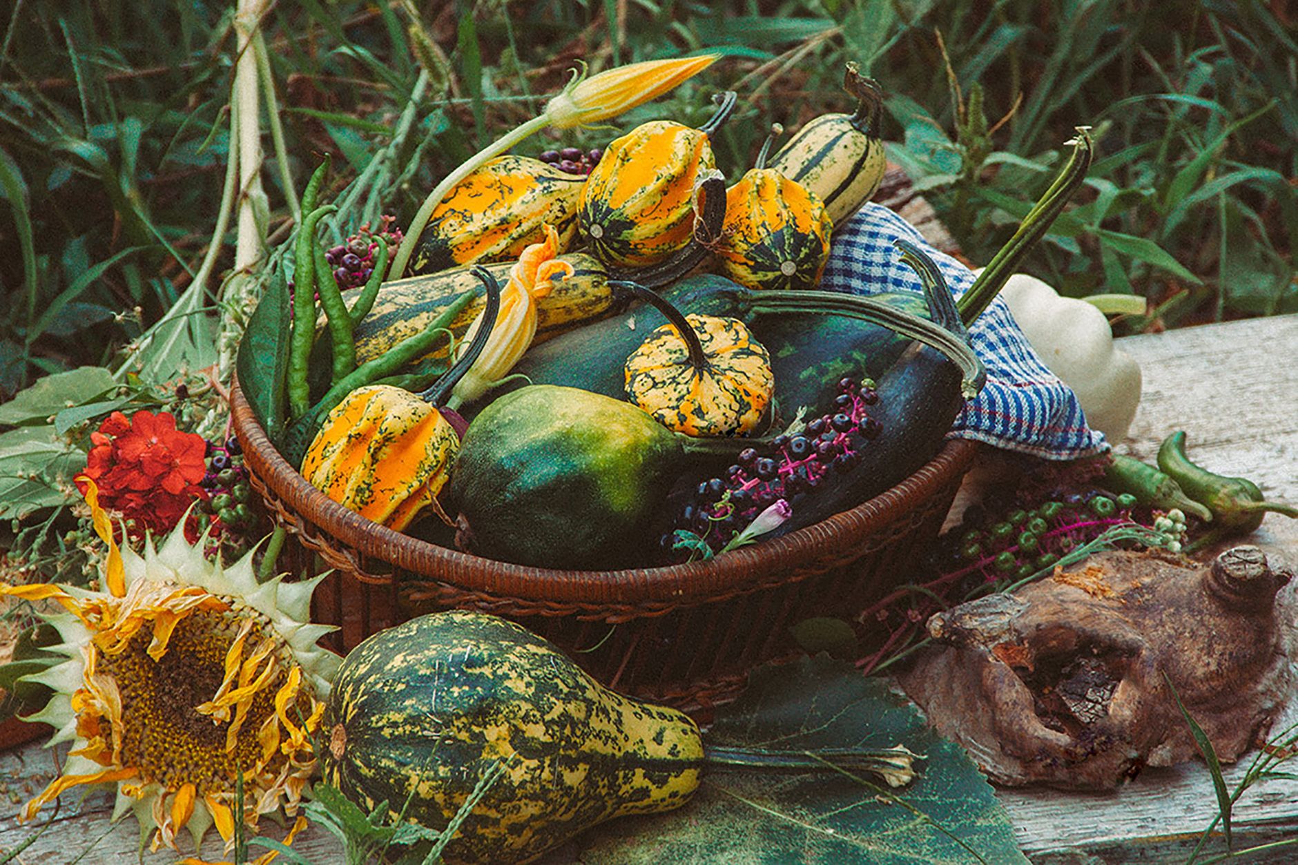 Fall Vegetable Garden: The Complete Planning and Planting Guide