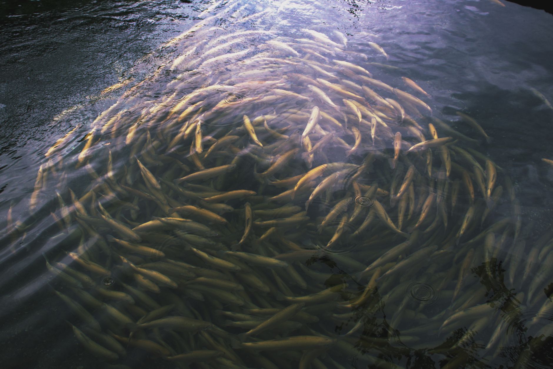 Fish emulsion nutrient composition
