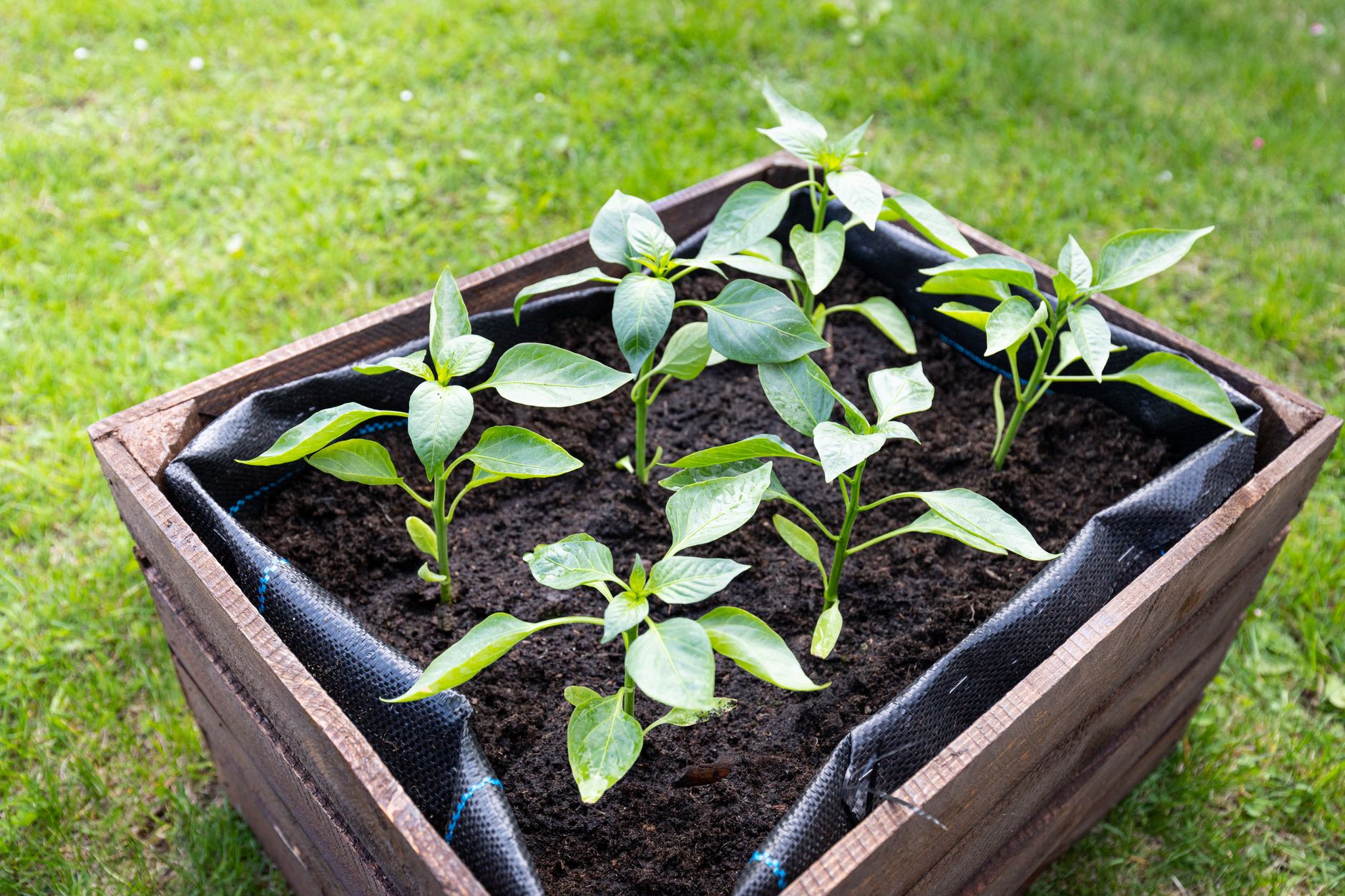 Filling a raised bed with soil