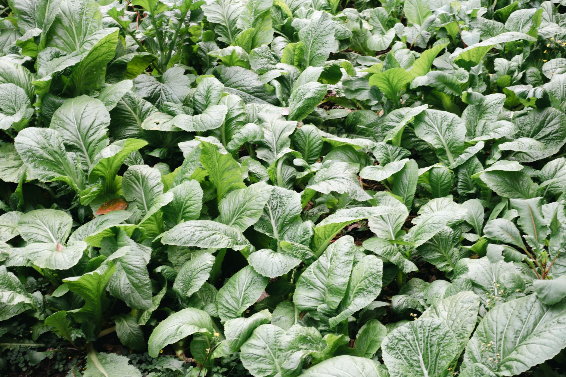 Mature galvanized raised bed garden