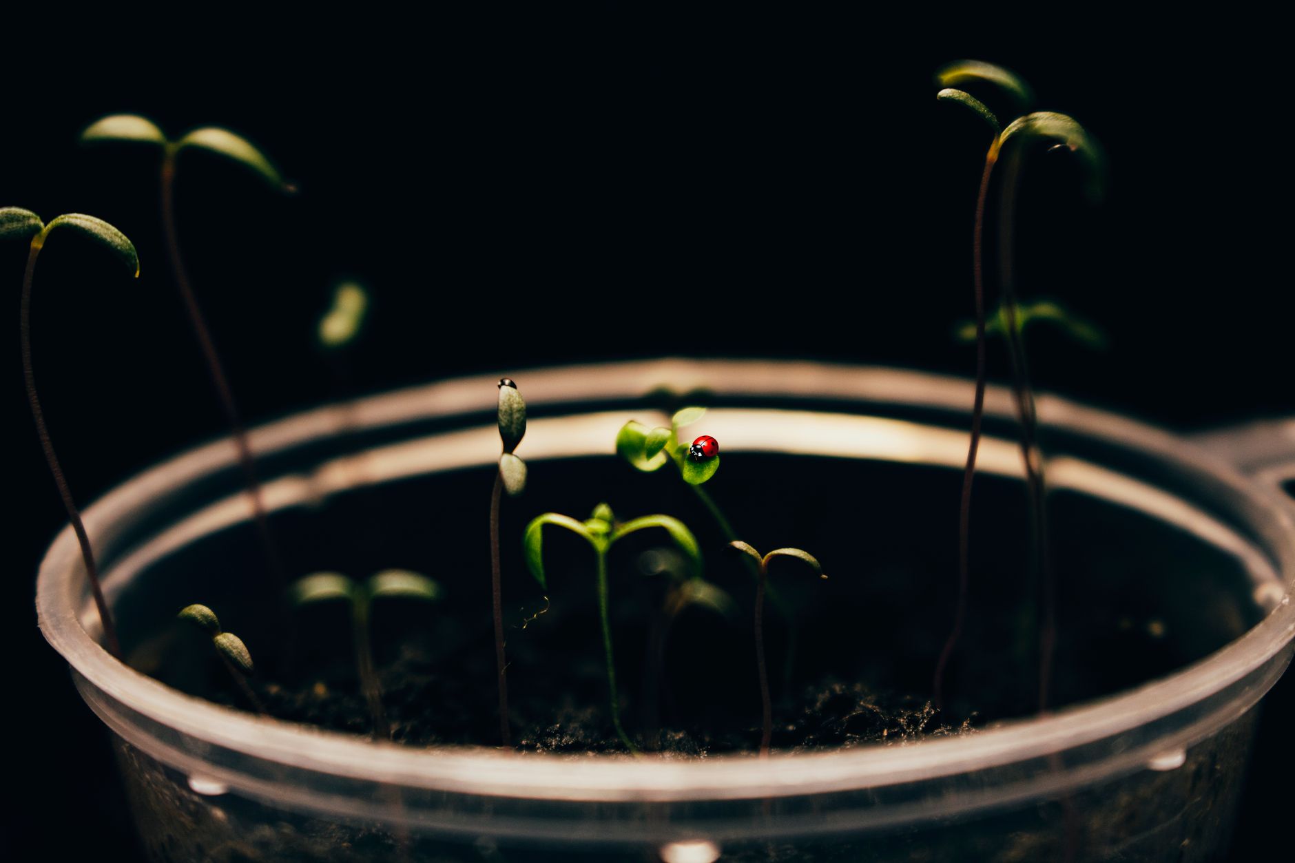 Why grow lights are essential