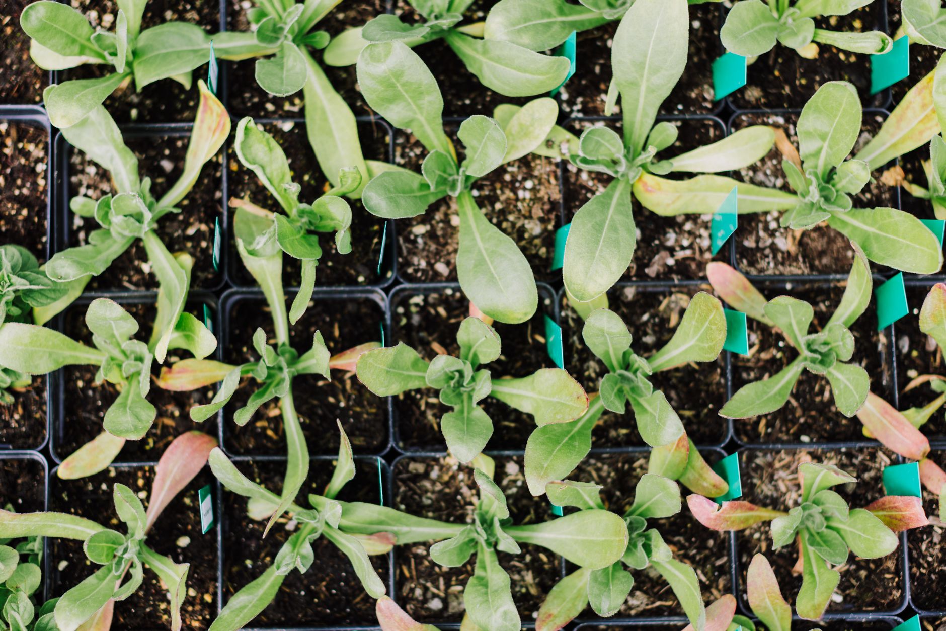 Light duration for seedlings