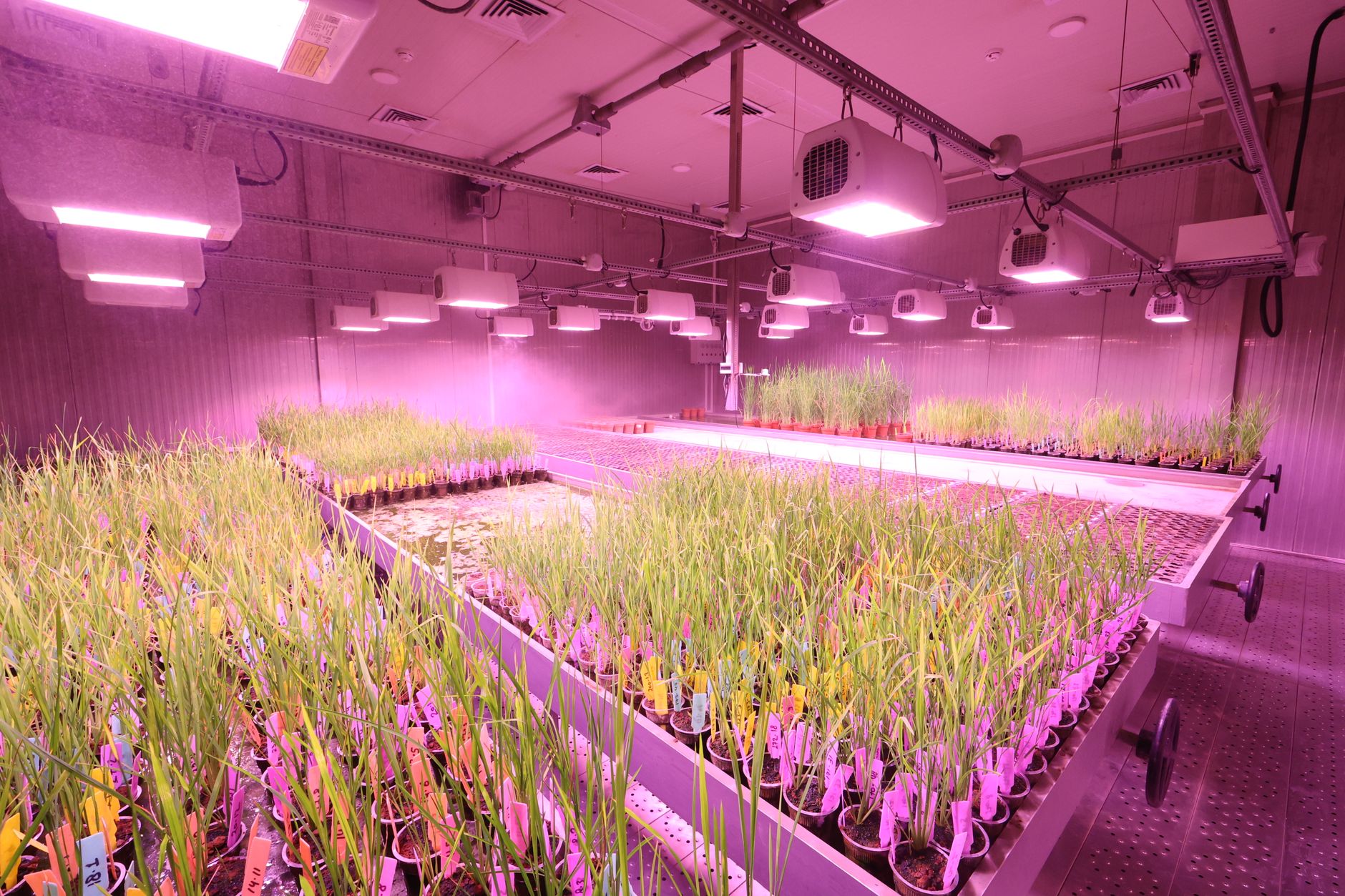 Light intensity for seedlings
