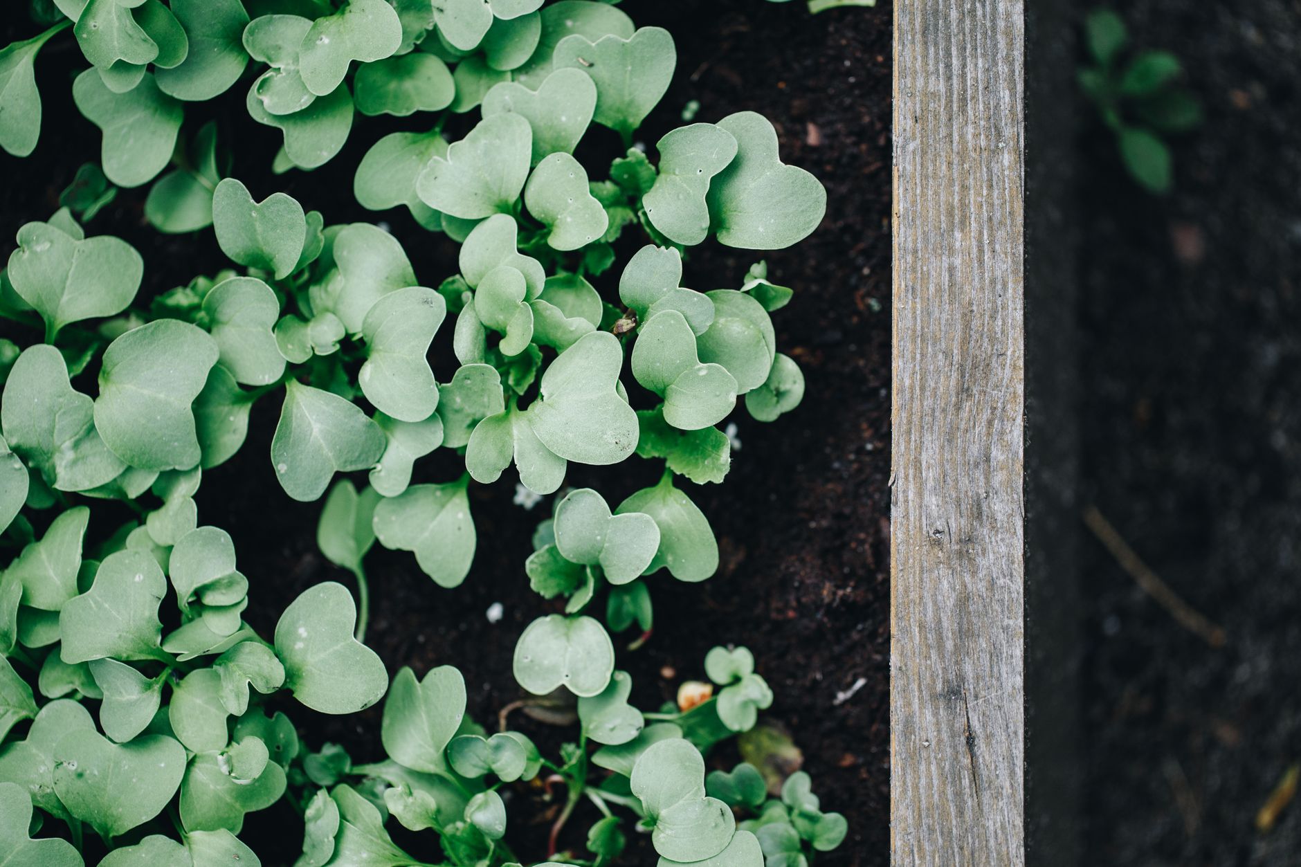 Standard 12-inch raised bed depth