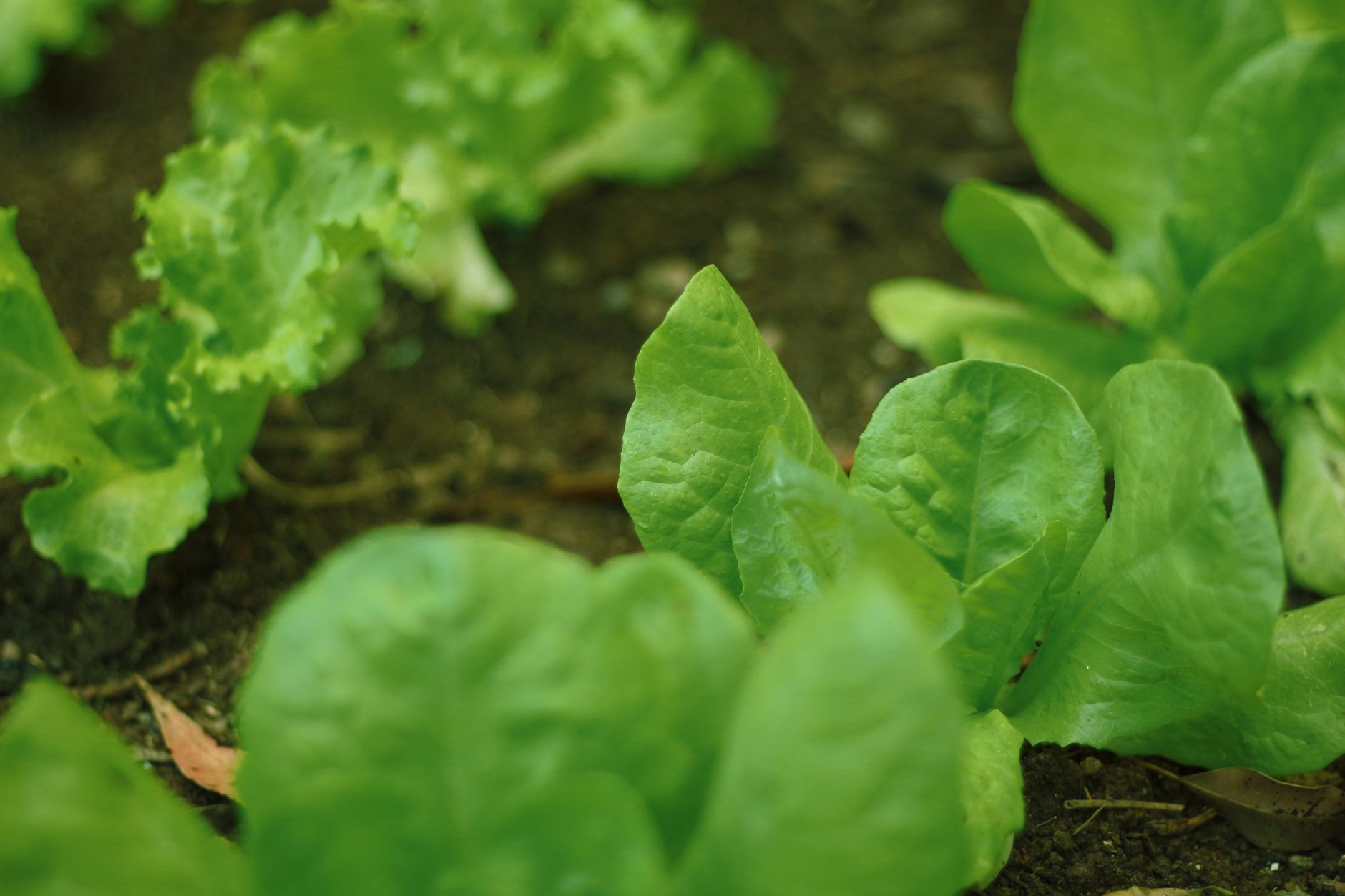 Shallow bed for herbs and greens