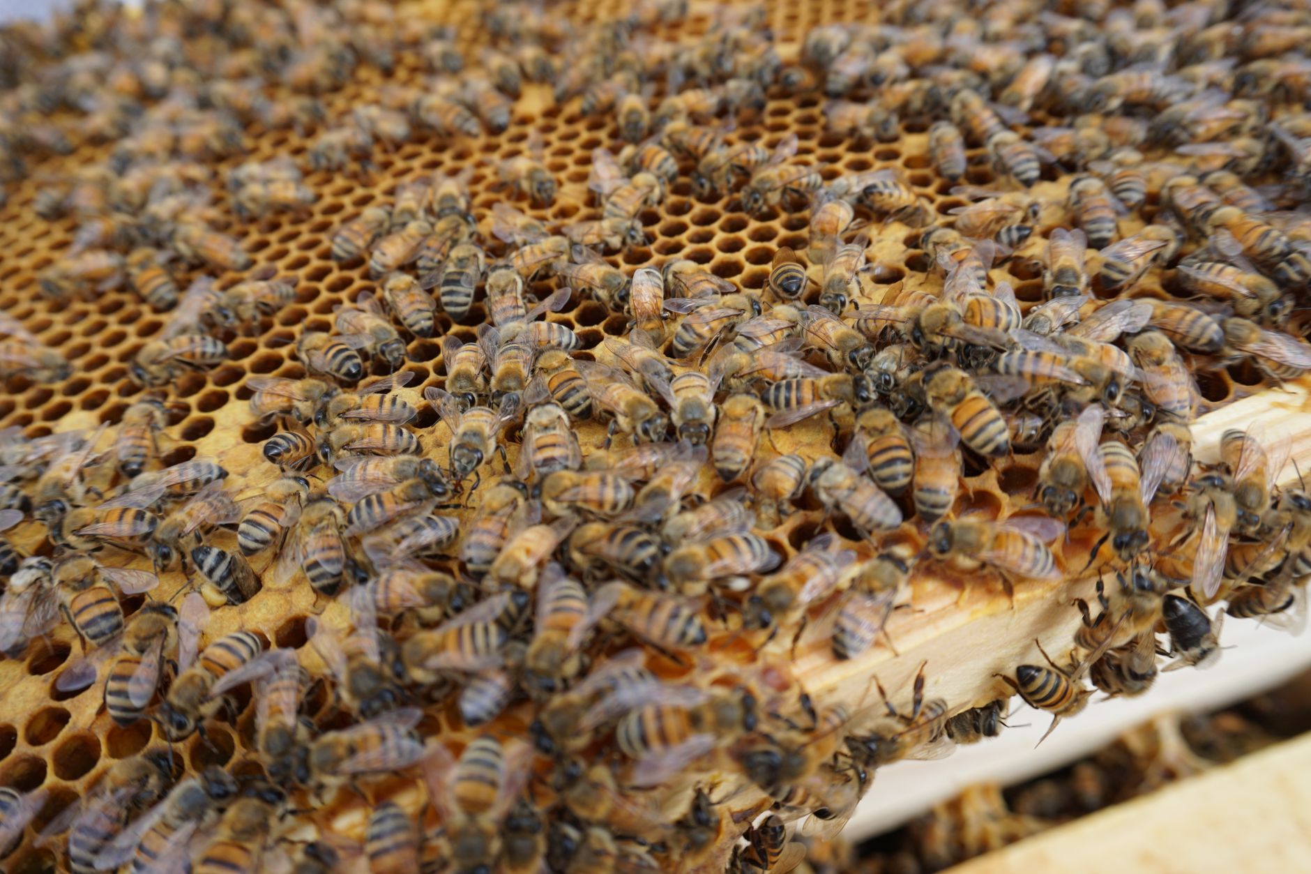 Queen, worker, and drone bees