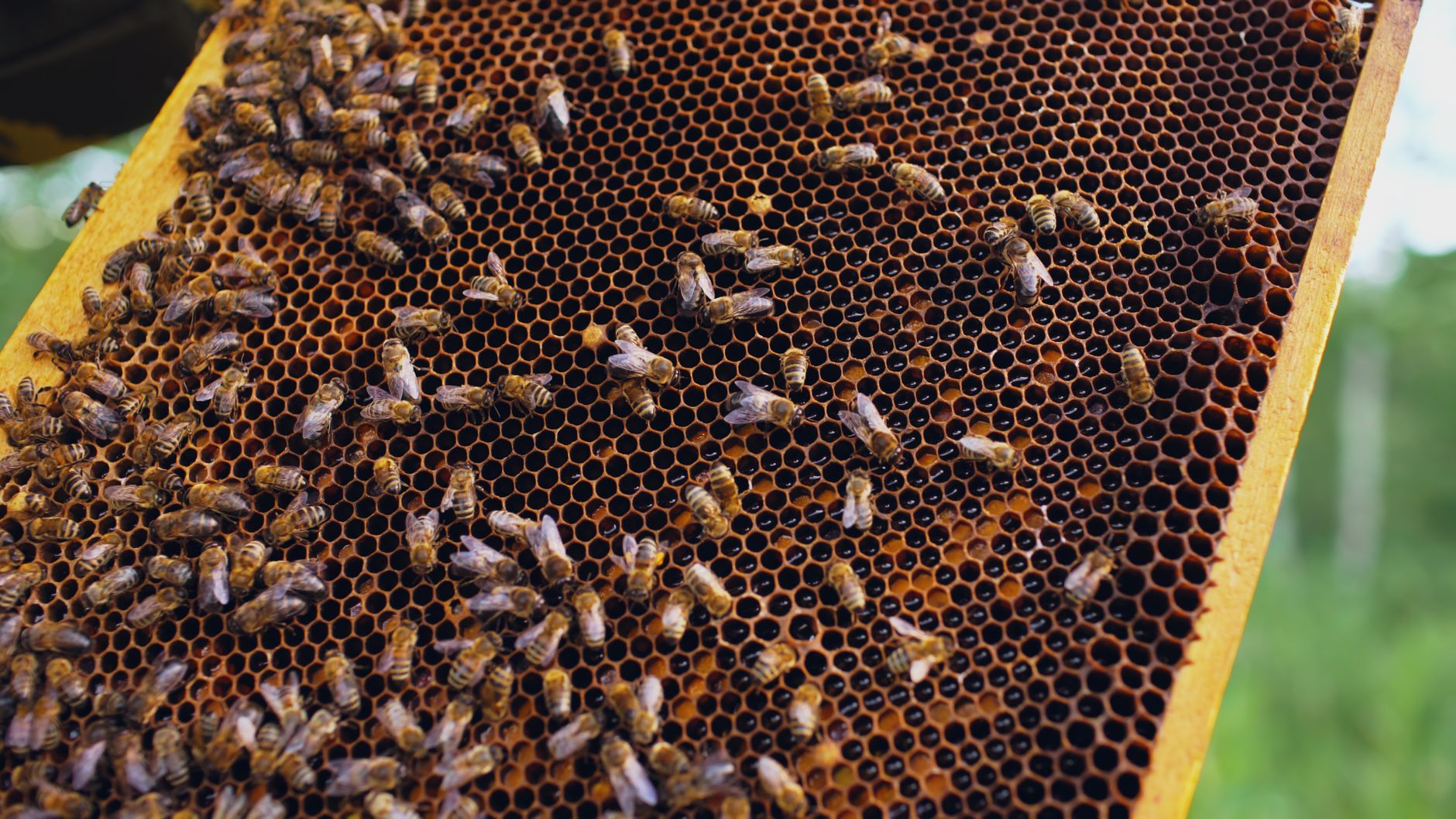 Counting bees by frames