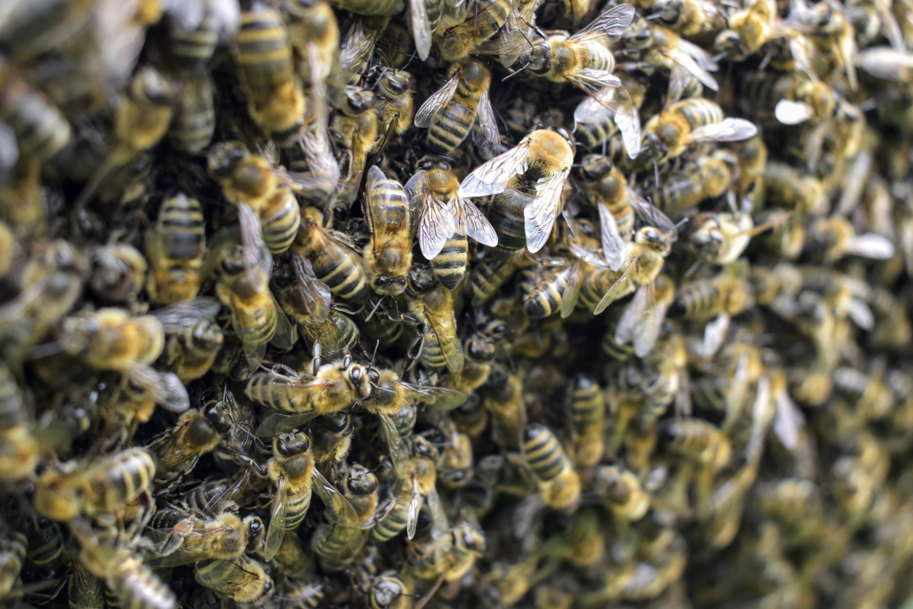 Swarming and population splits