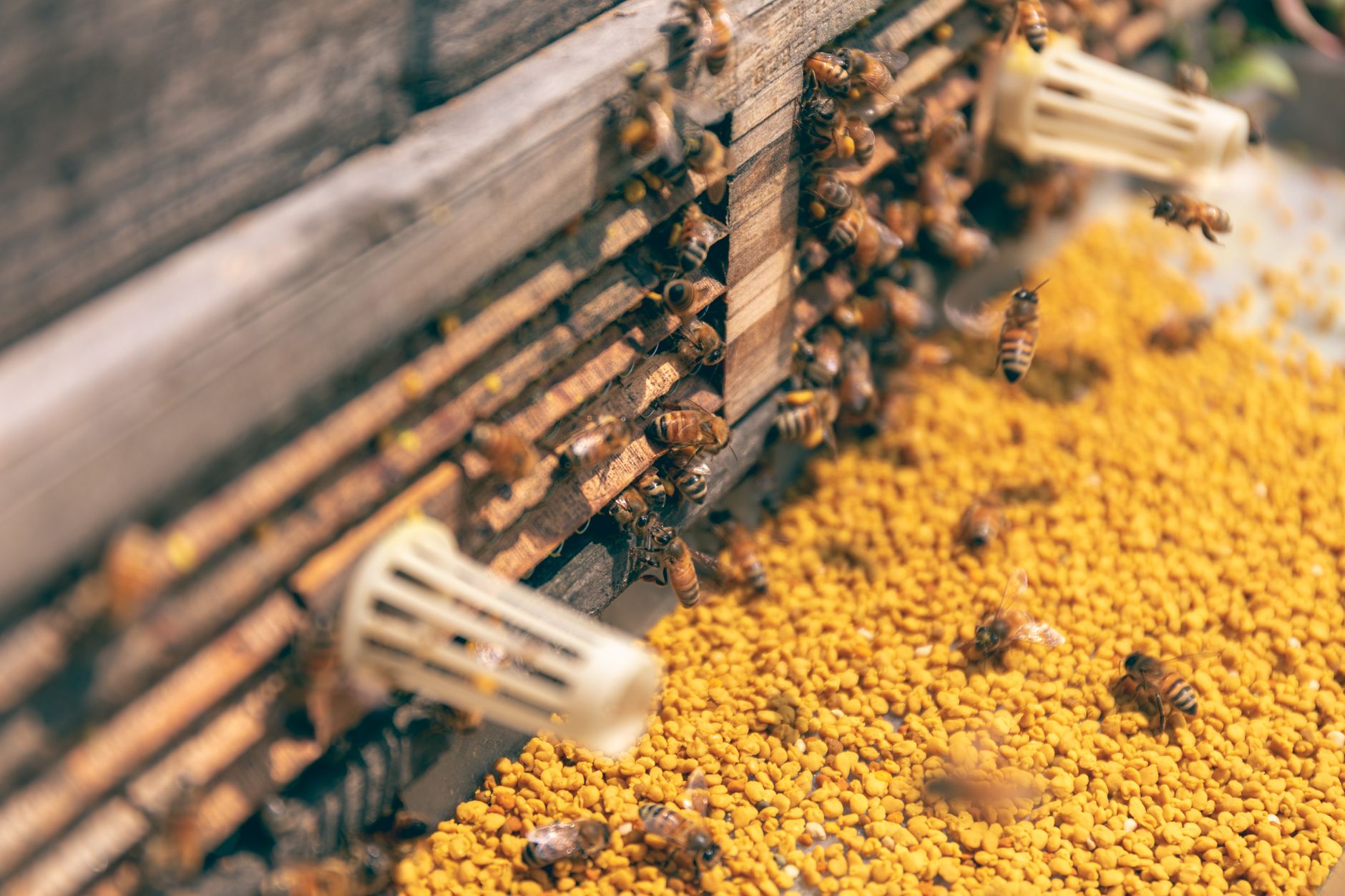 Supporting hive population