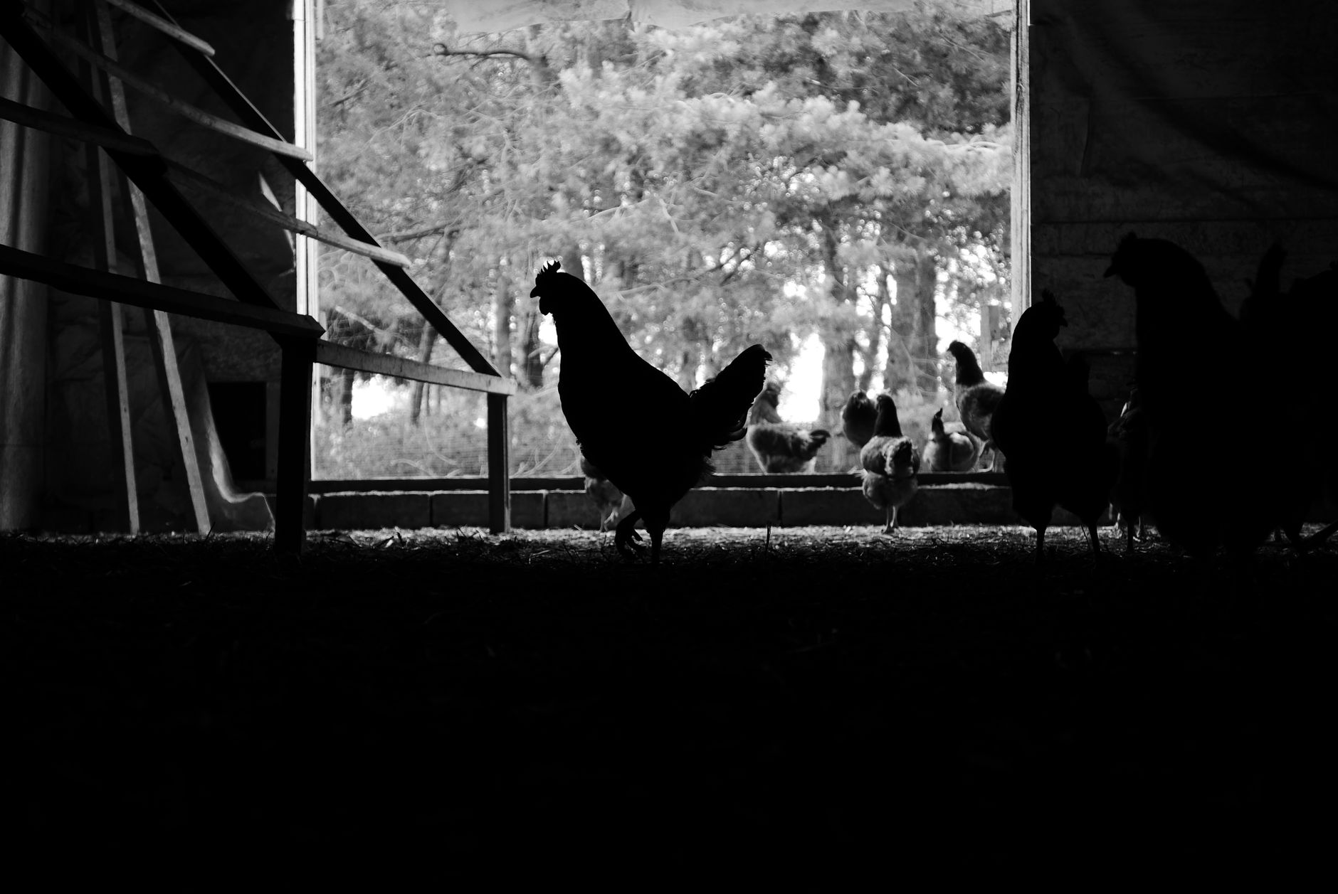 How Much Space Do Chickens Need: Complete Space Requirements Guide