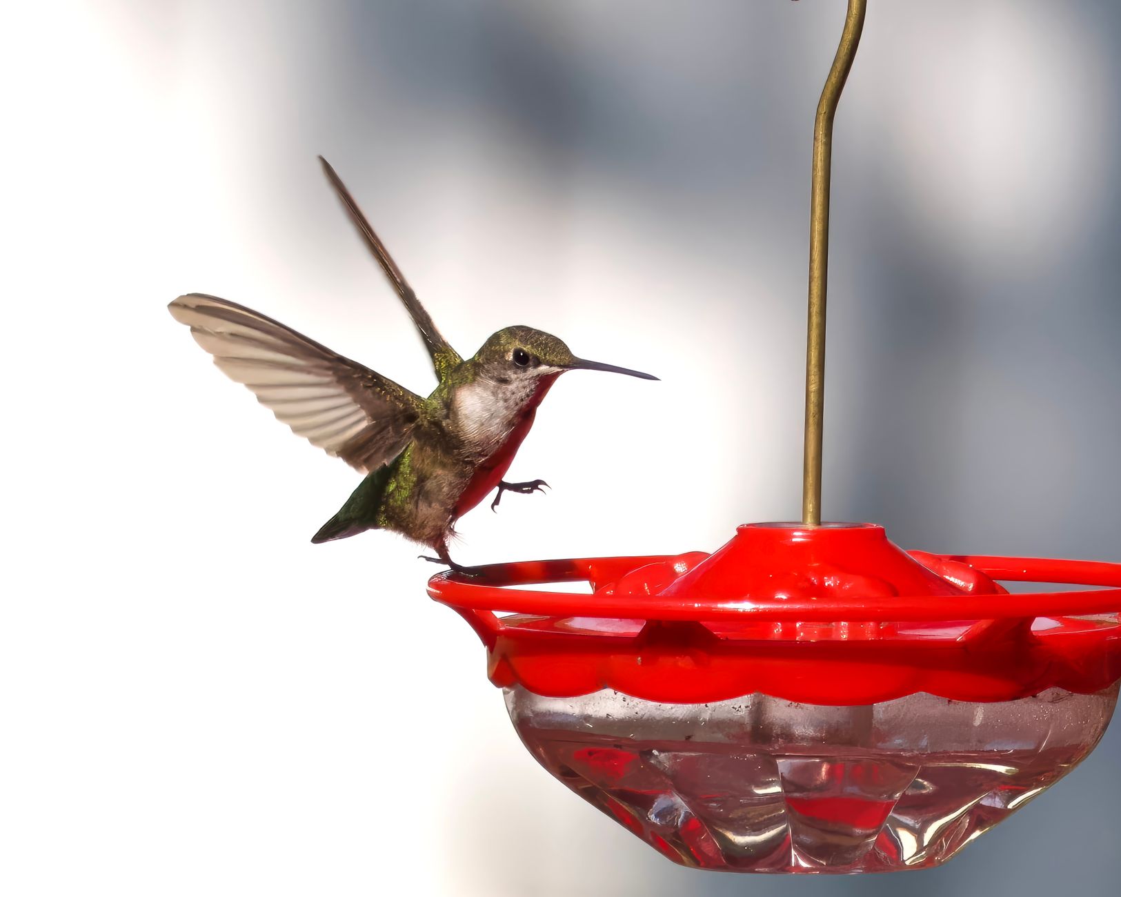 How to Attract Hummingbirds: Complete Guide to Creating a Hummingbird Haven