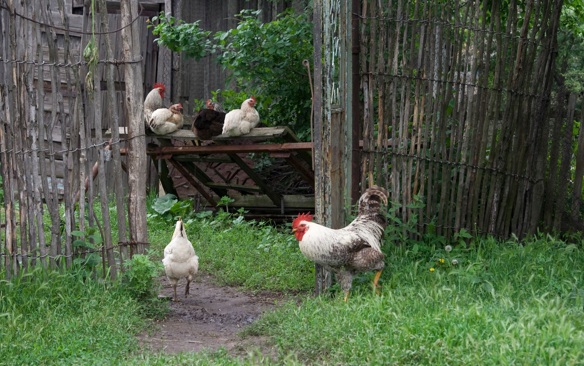 Planning chicken coop dimensions