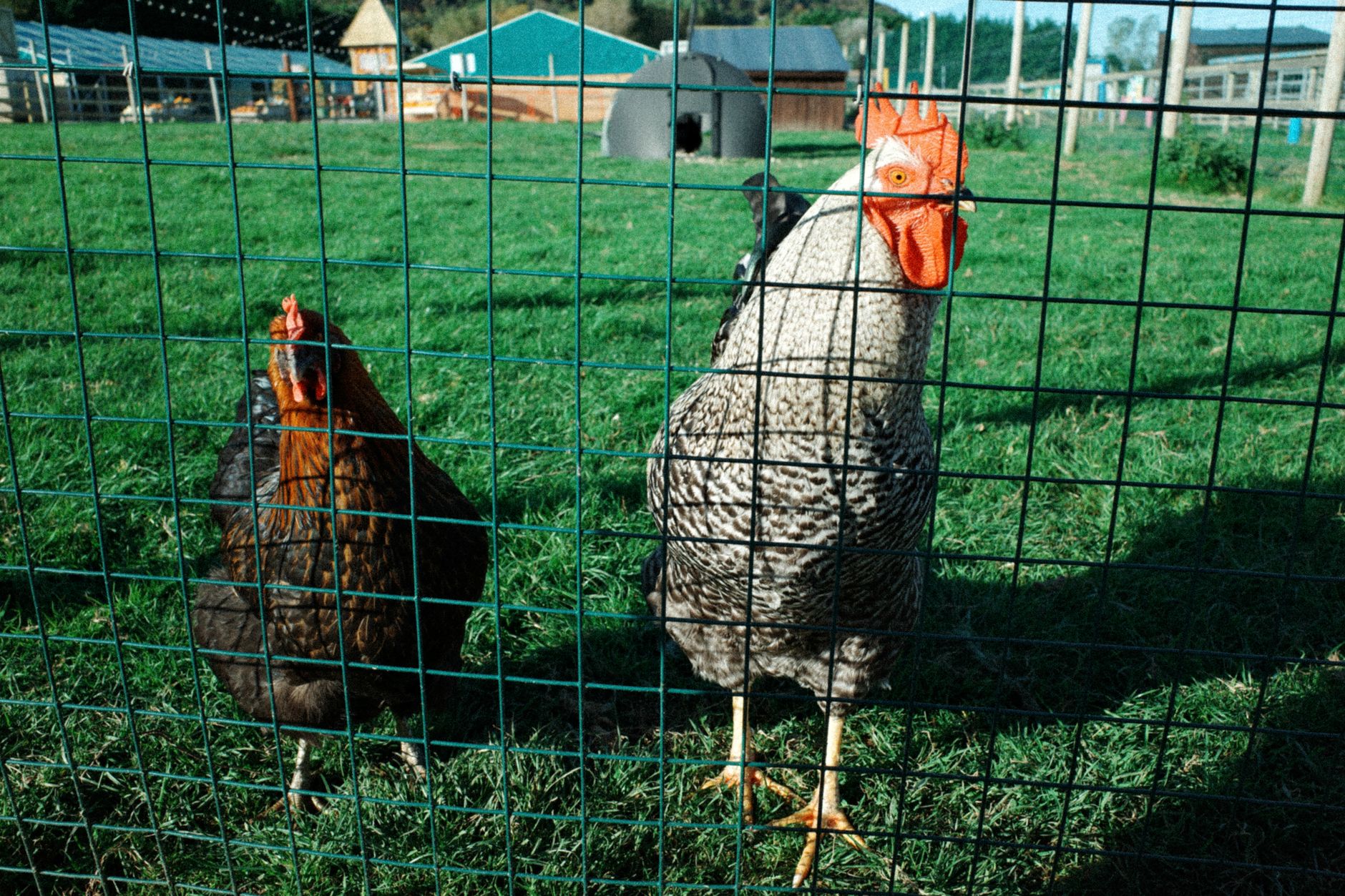 Building attached chicken run