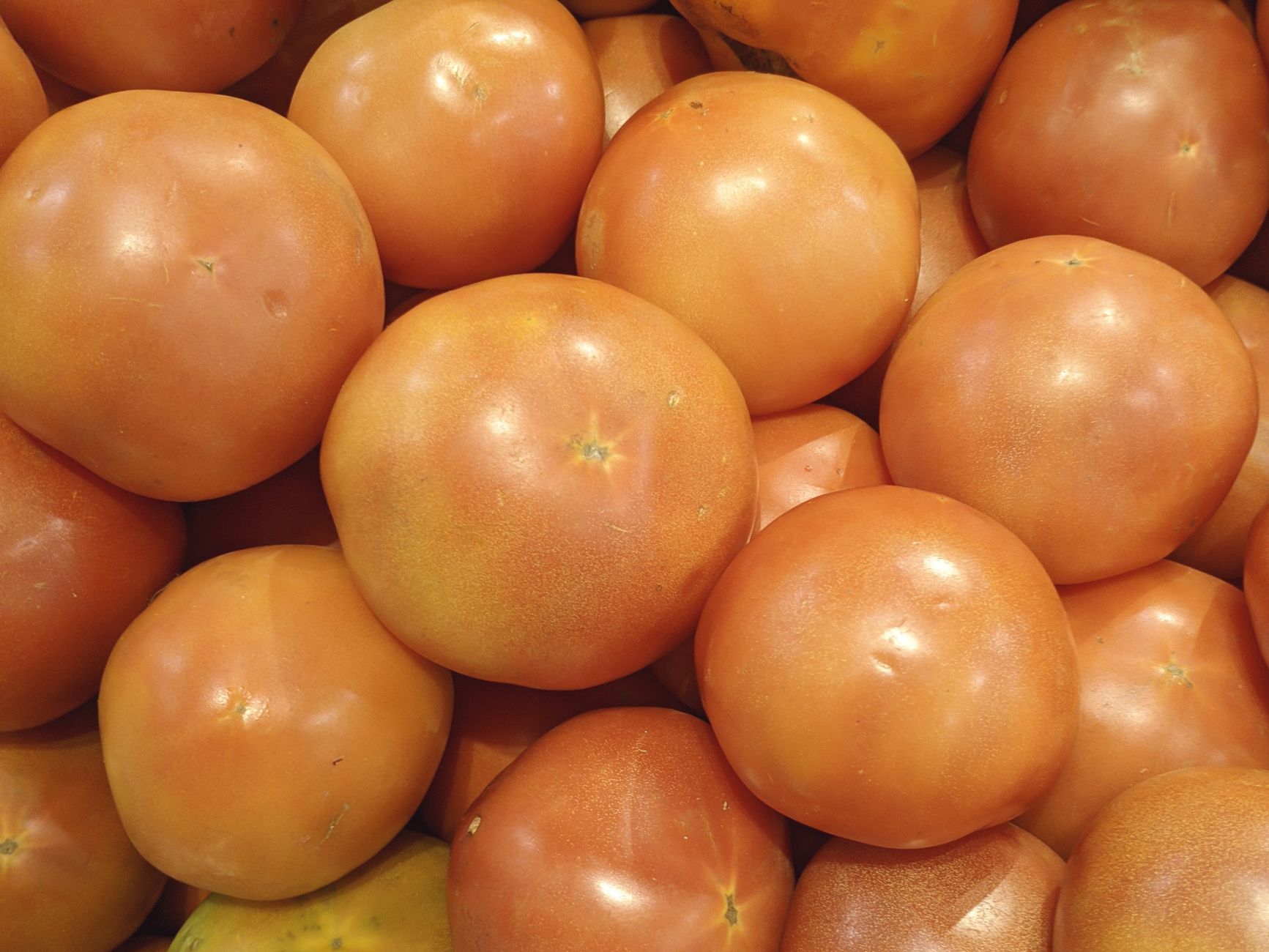 Fresh tomatoes selected for canning
