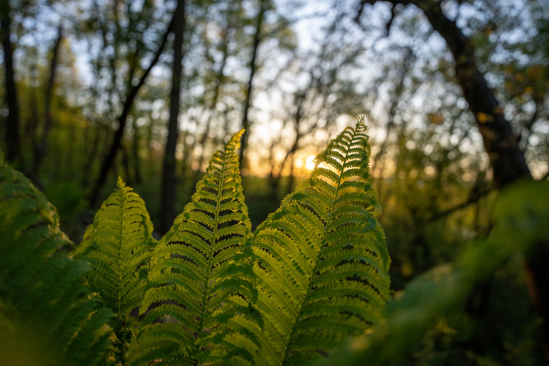 Fern lighting