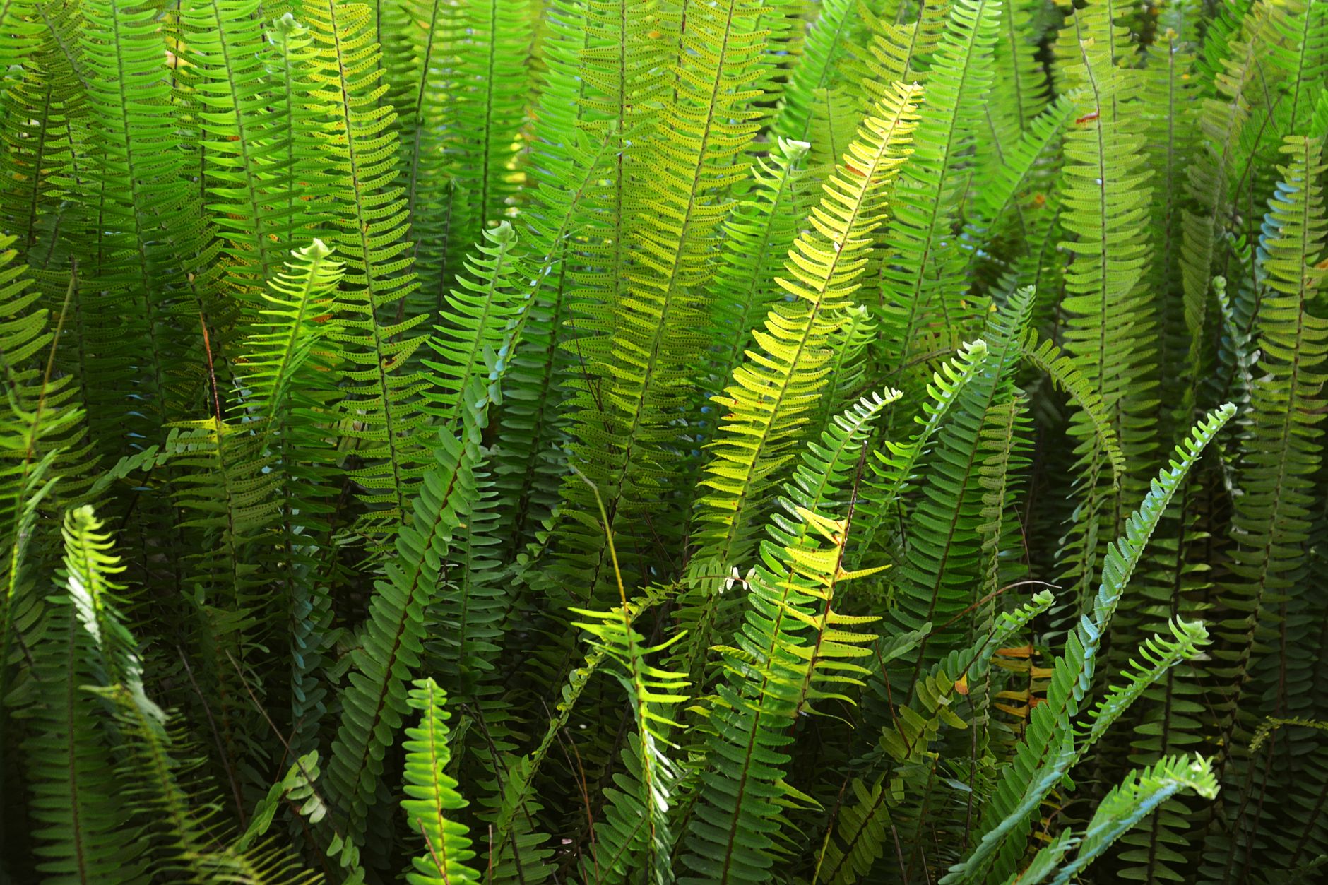 Fern fertilizing