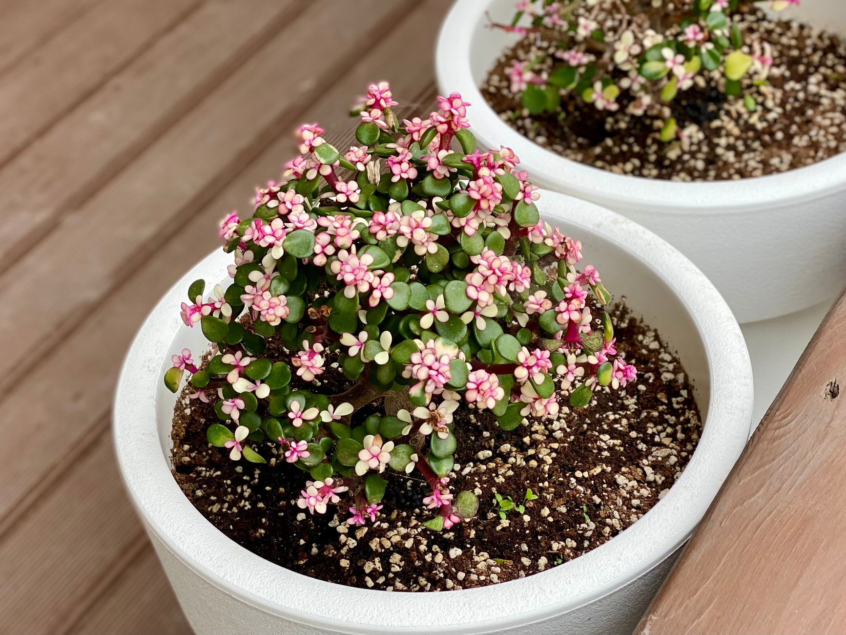 Jade plant basics