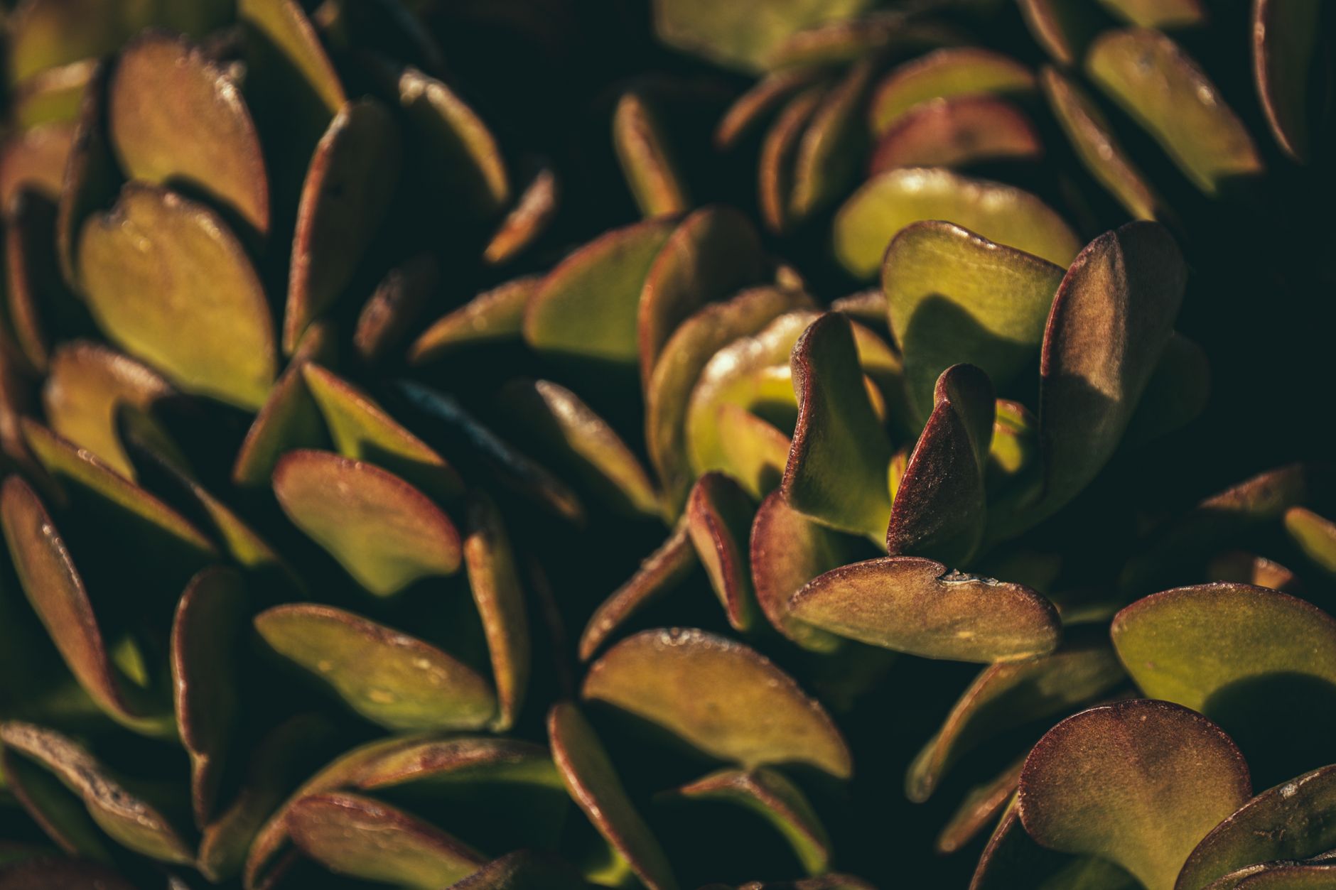 Jade plant lighting