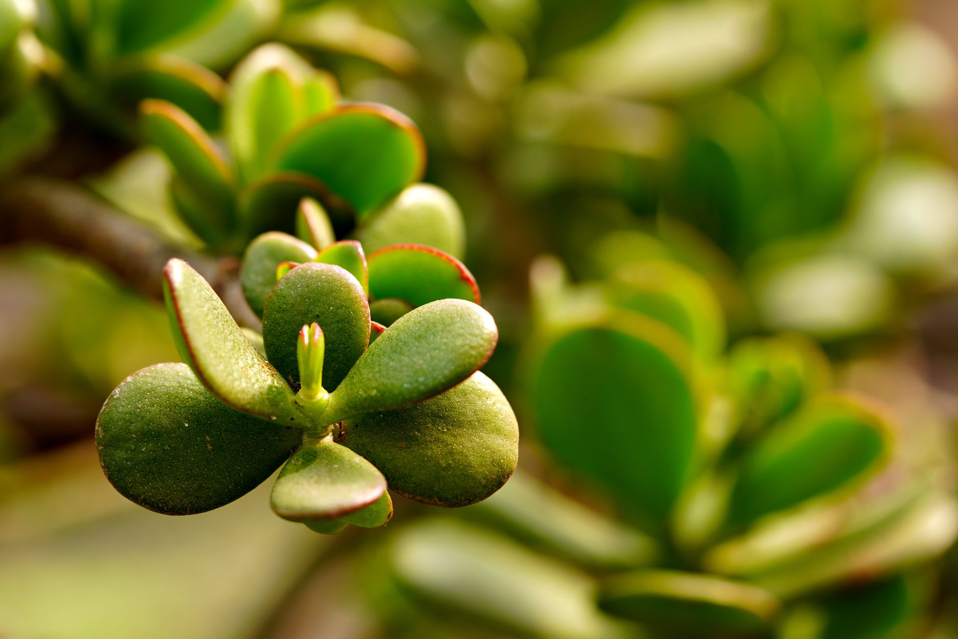 Jade plant watering