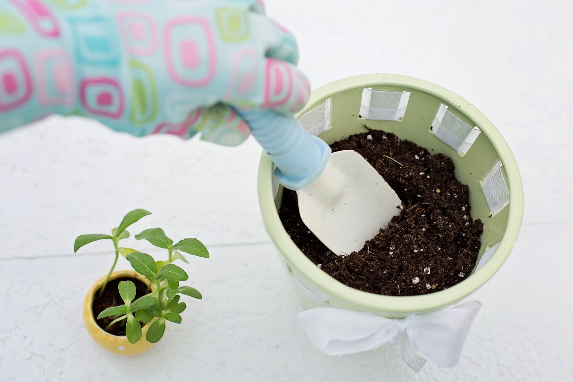 Soil and pot
