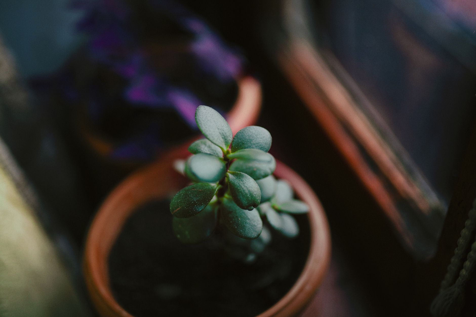 Jade plant fertilizing