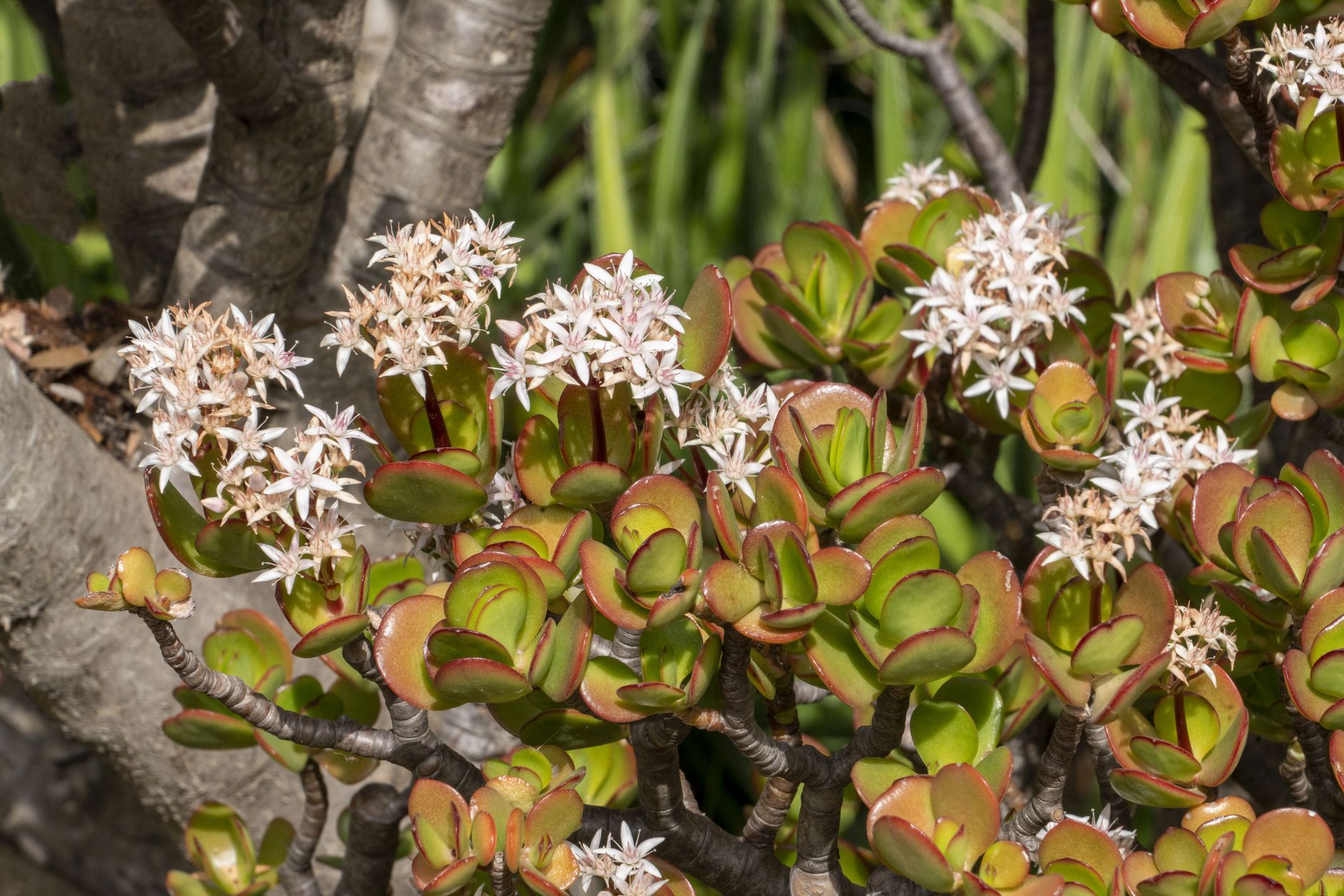 Jade plant propagation
