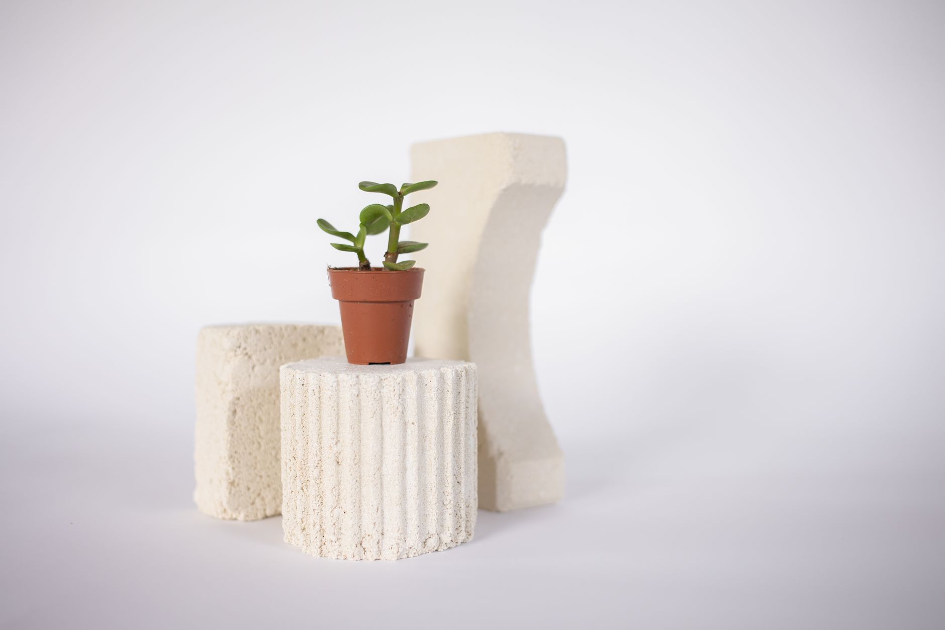 Jade plant troubleshooting