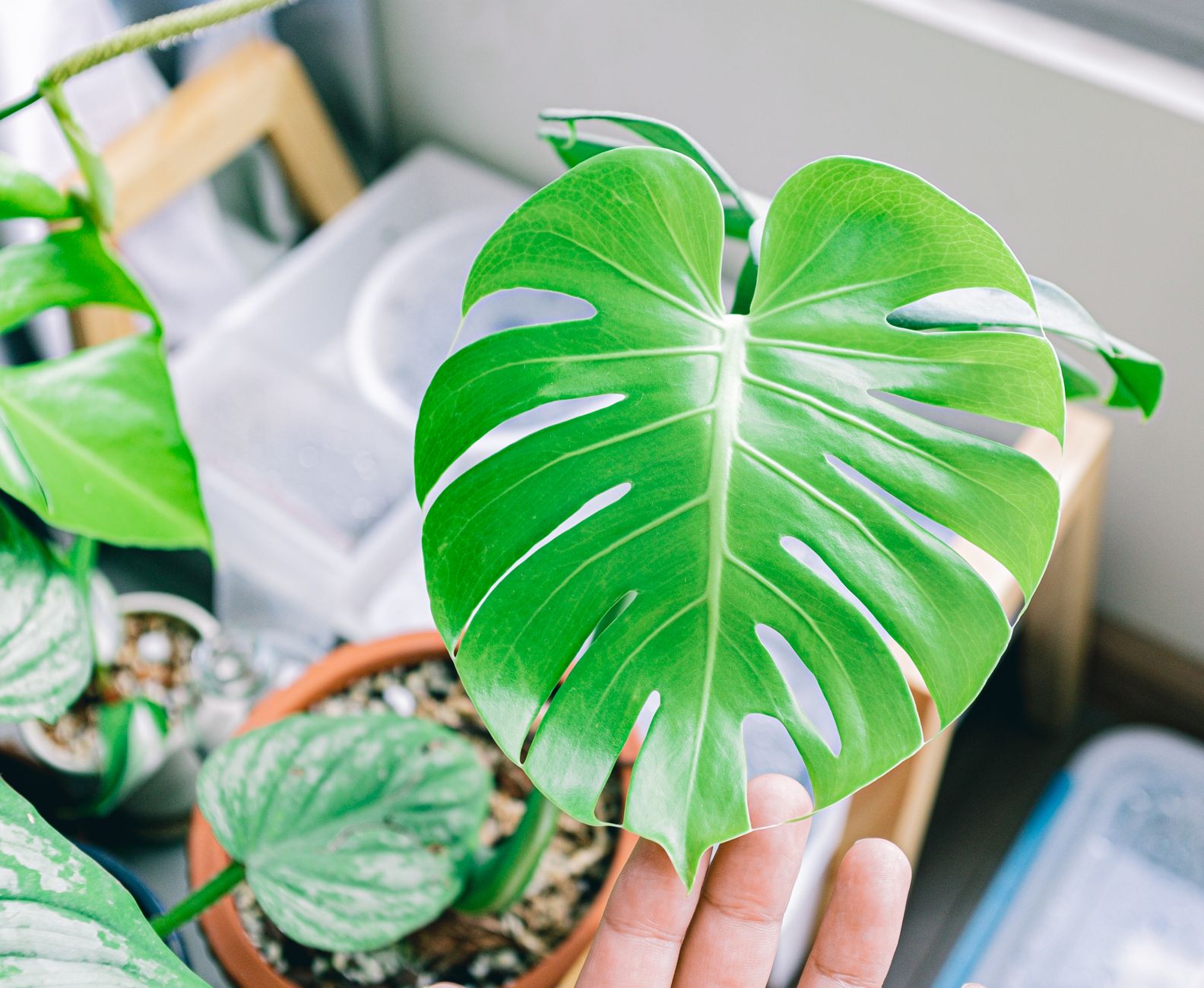Monstera basics