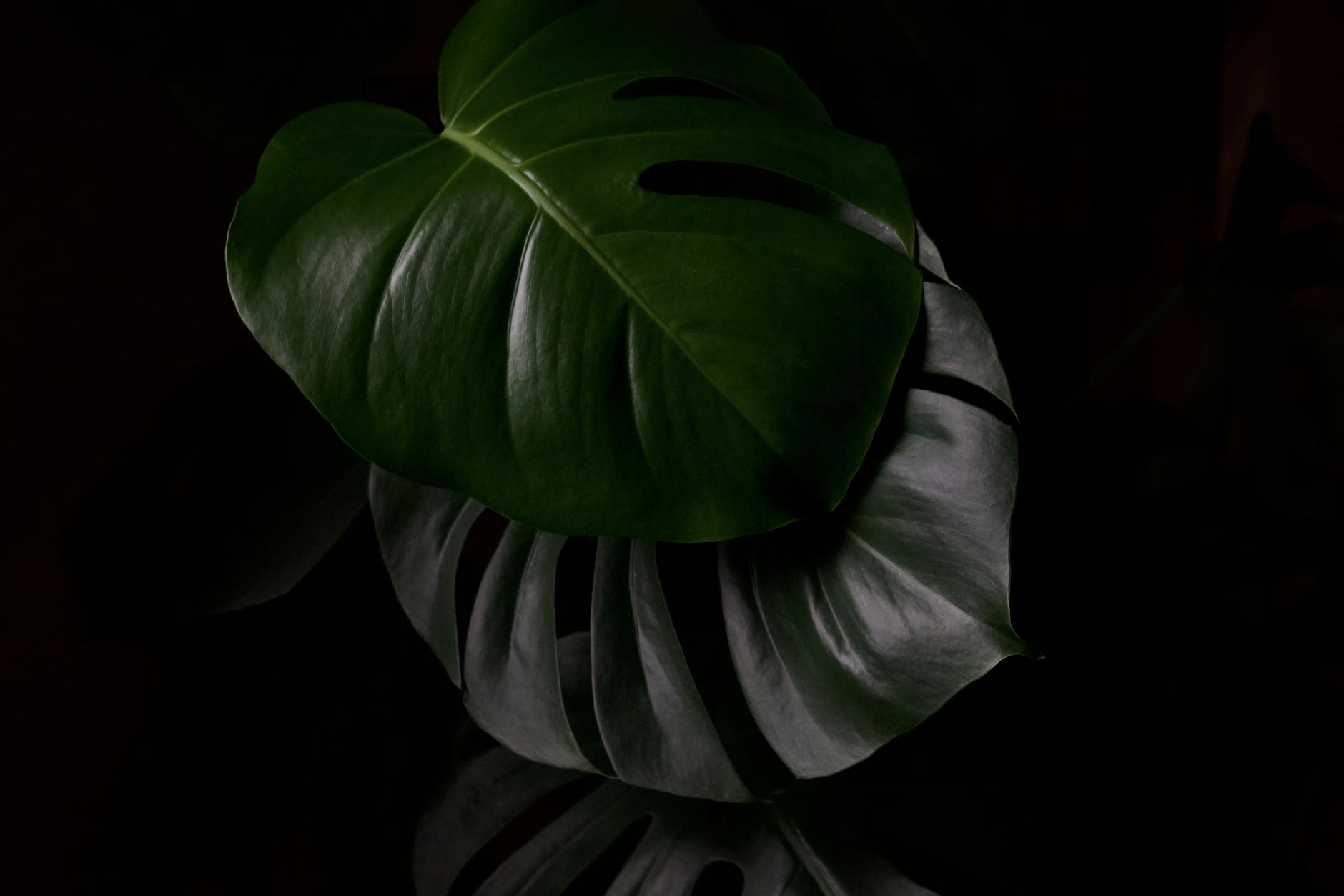 Monstera lighting