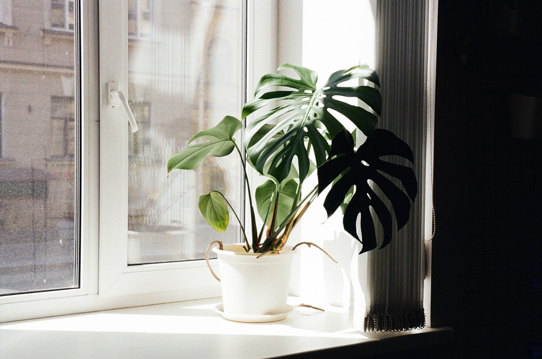 Monstera fertilizing