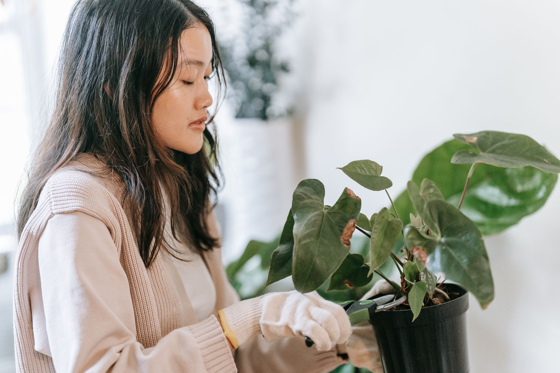 Monstera pruning and propagation