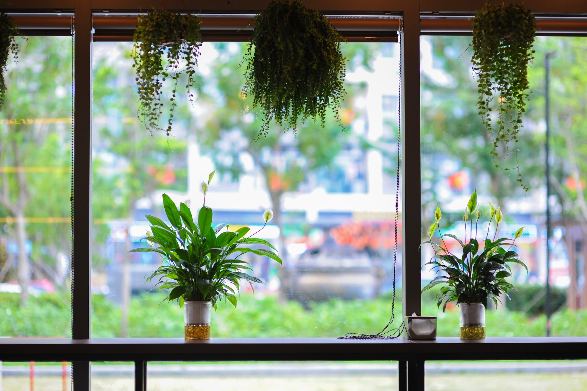 Peace lily basics