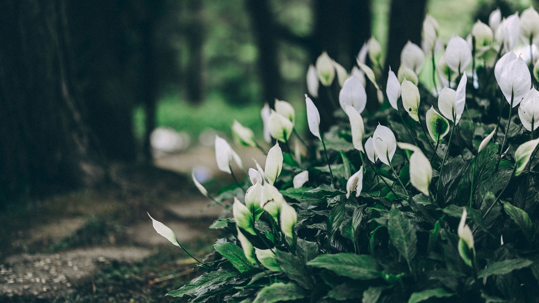 Peace lily lighting