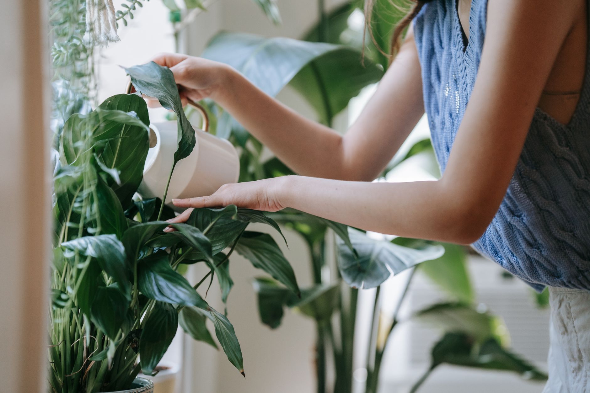 Peace lily watering