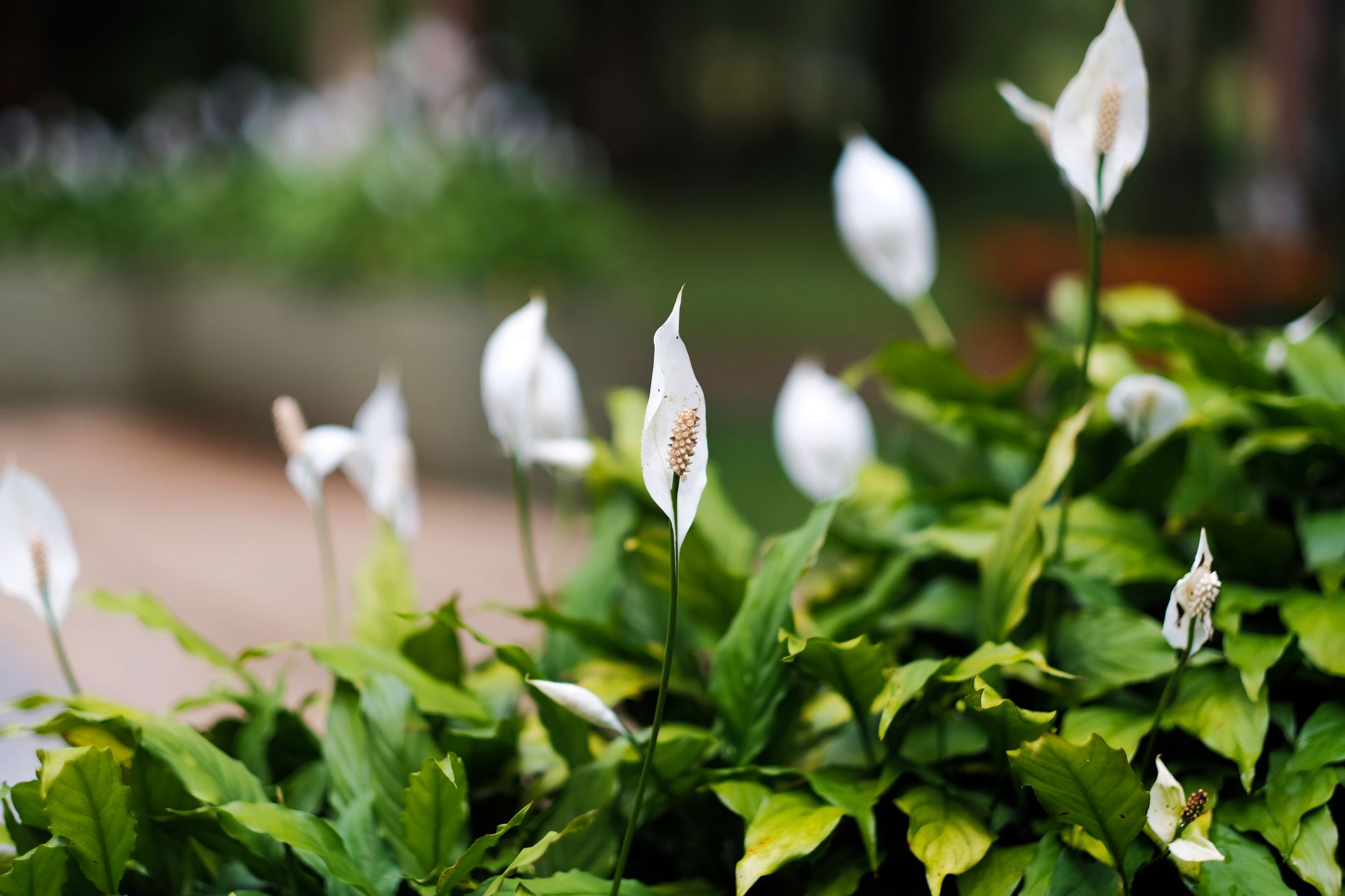Peace lily humidity