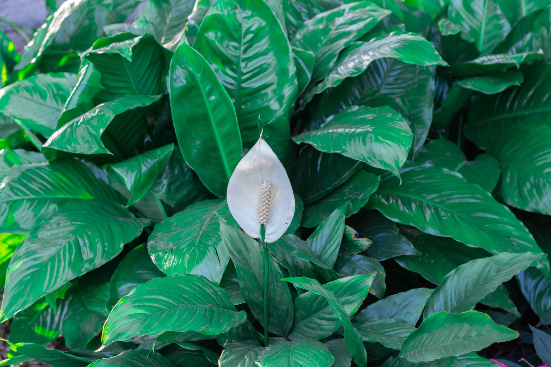 Peace lily fertilizing