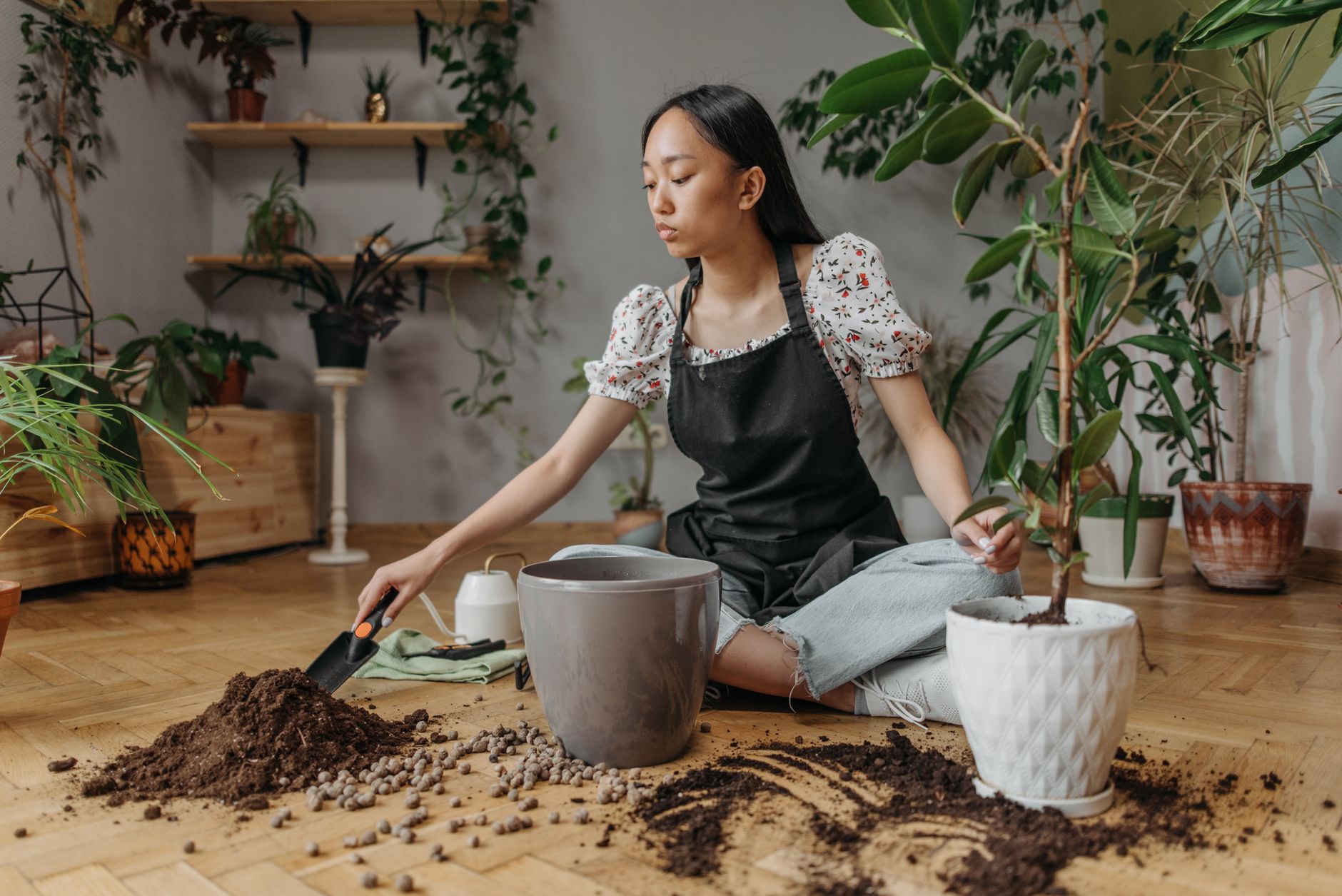 Repotting peace lily