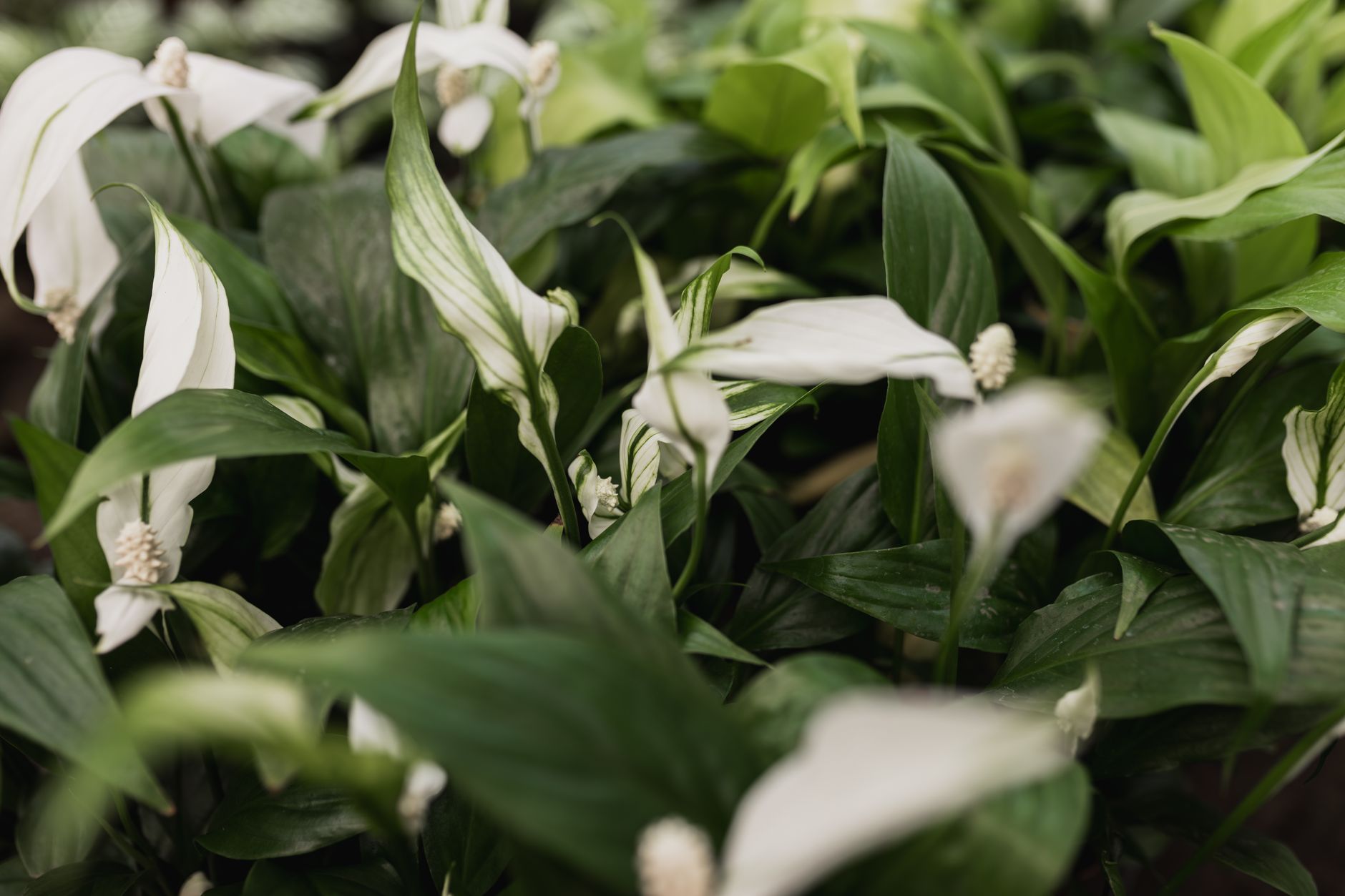 Peace lily troubleshooting