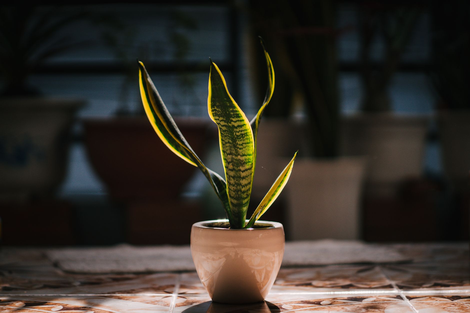 Soil and pot