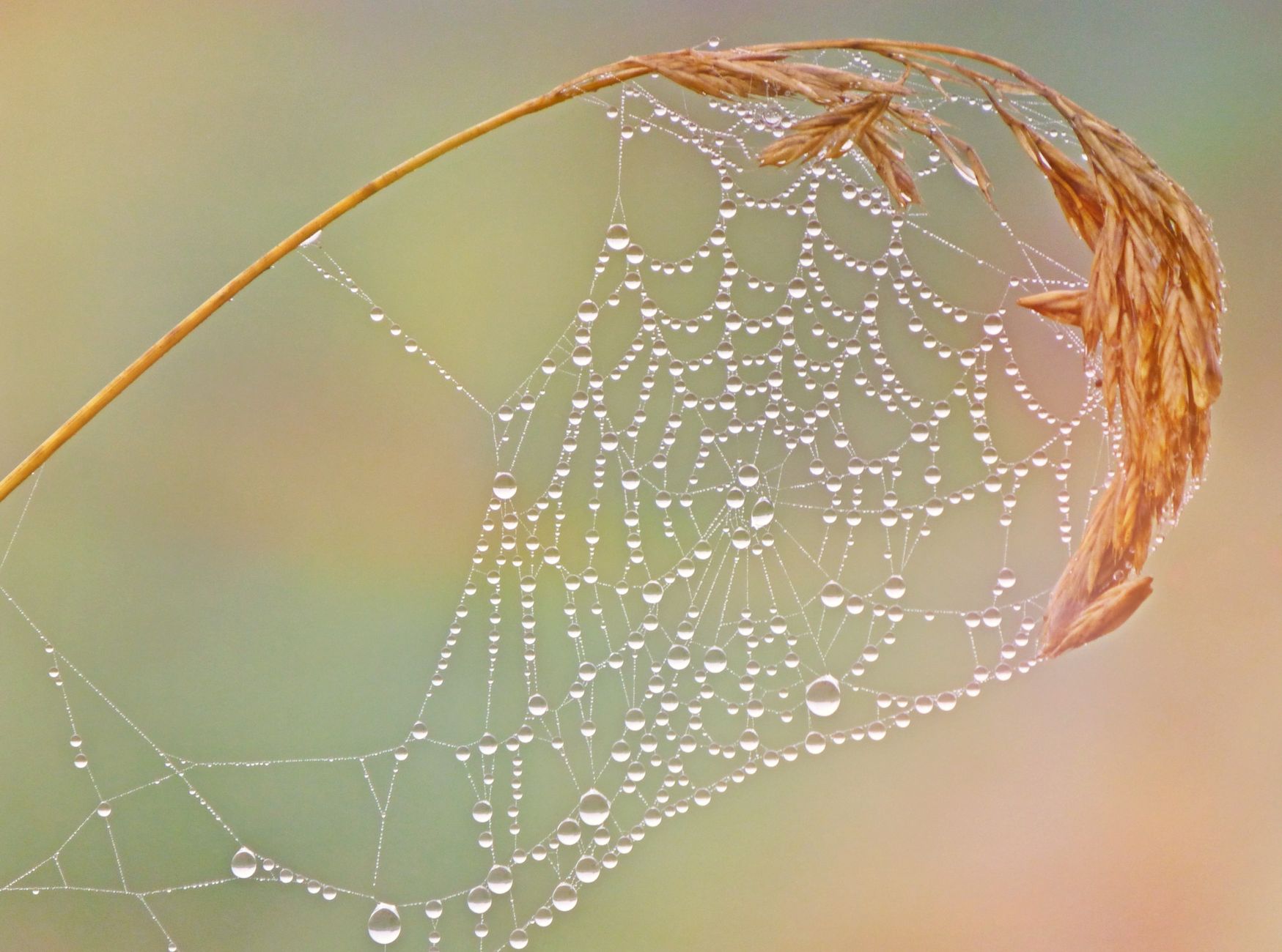 Spider plant watering