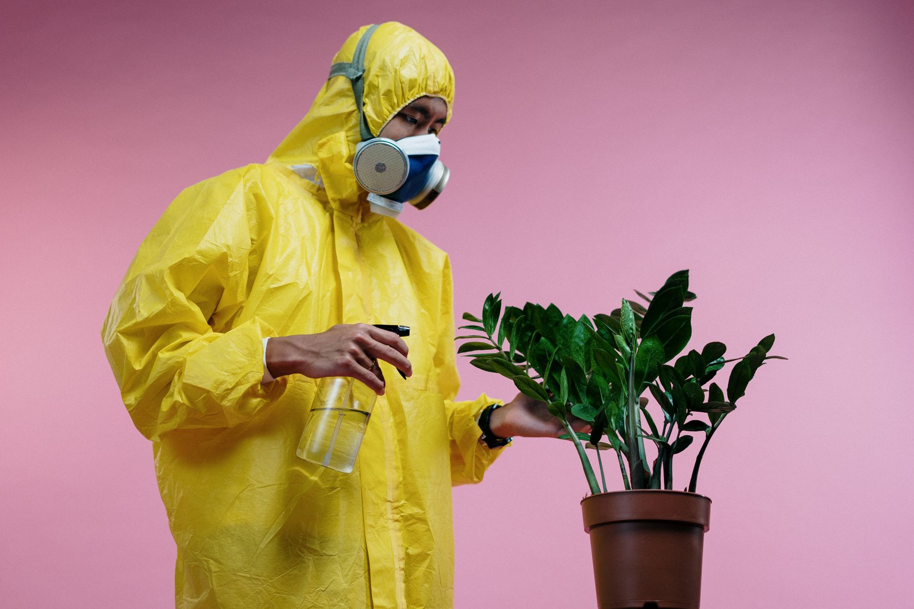 ZZ plant maintenance