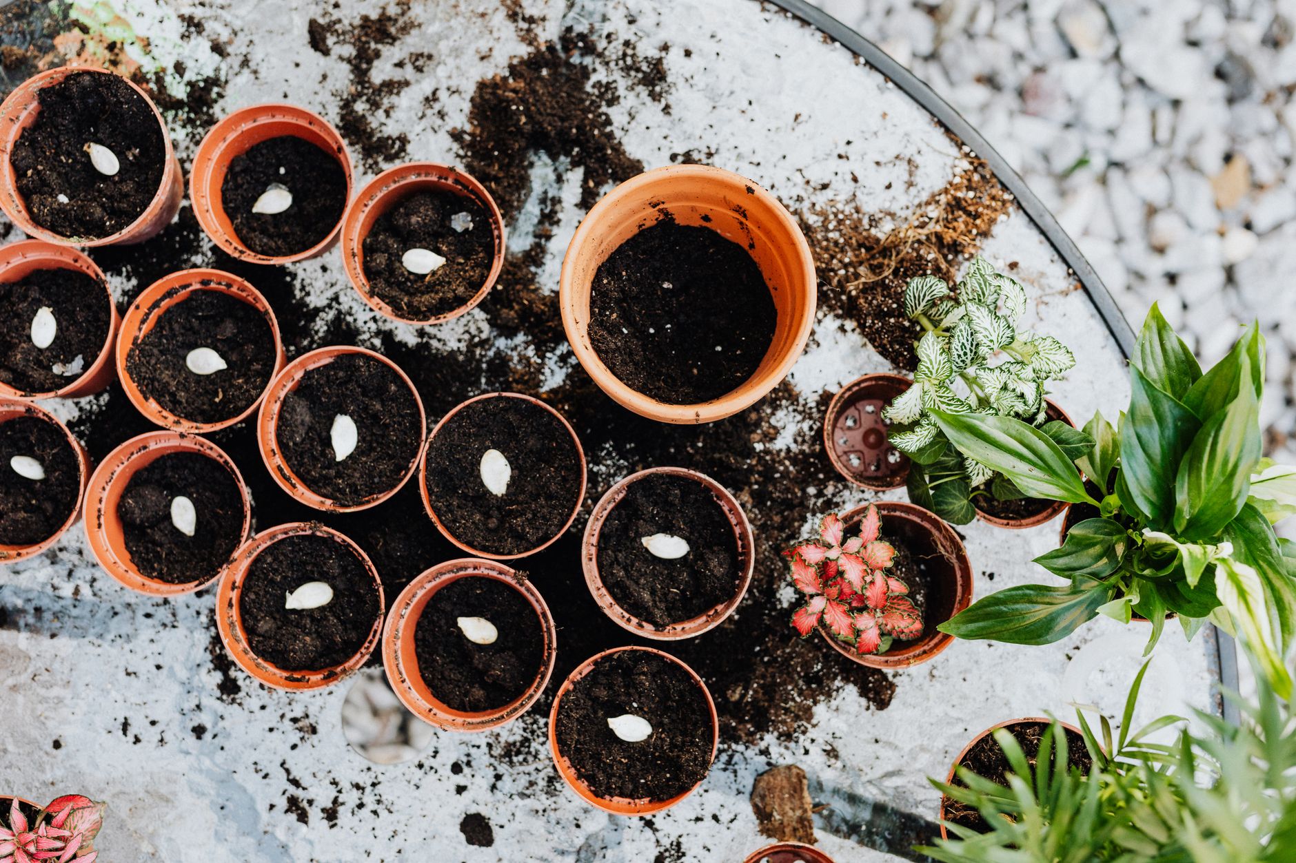Seeds that need stratification