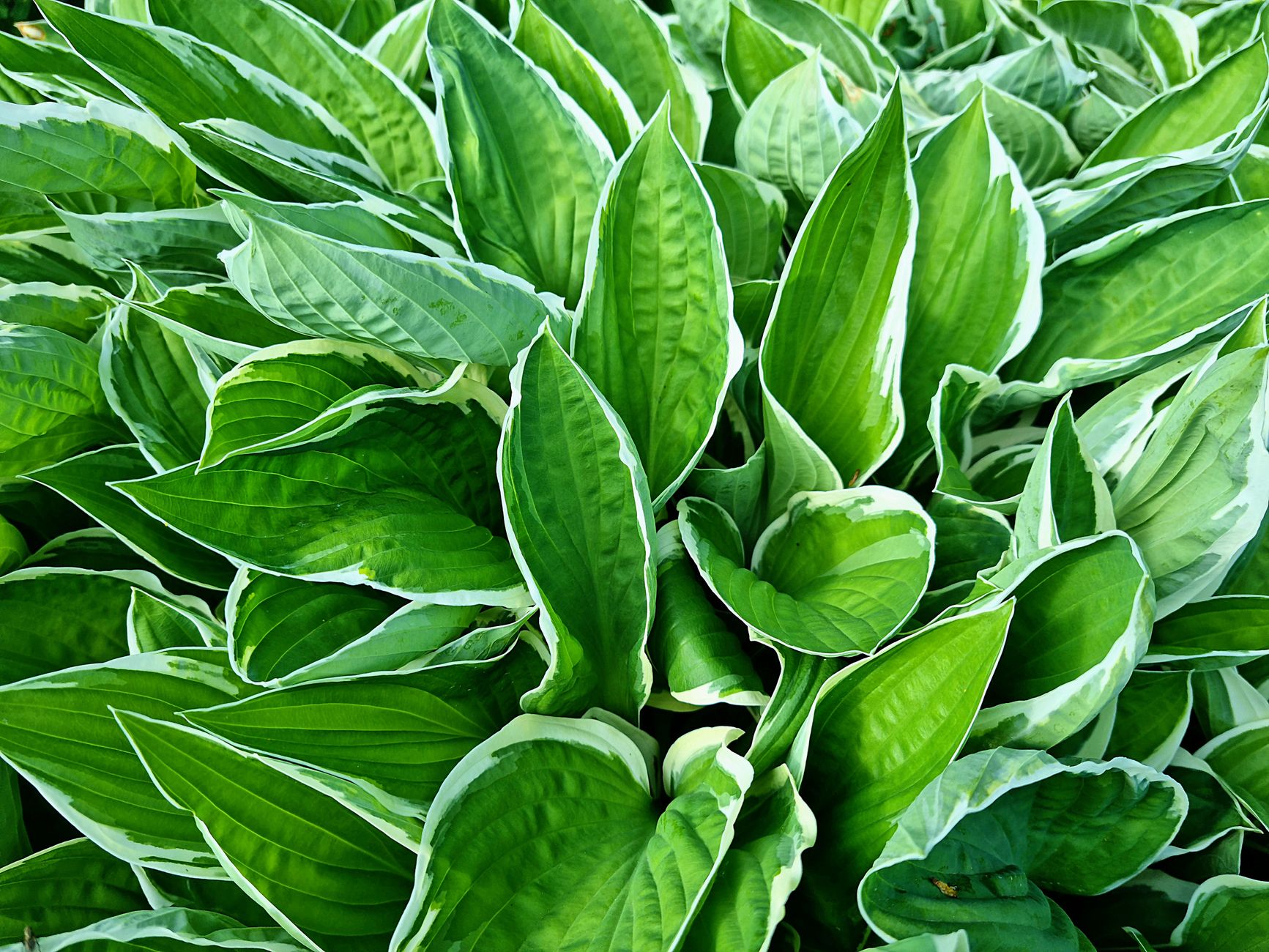 Digging up hostas