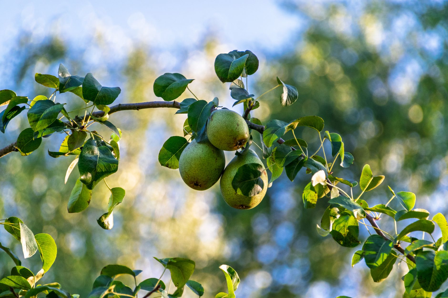 Fruit tree nutrients