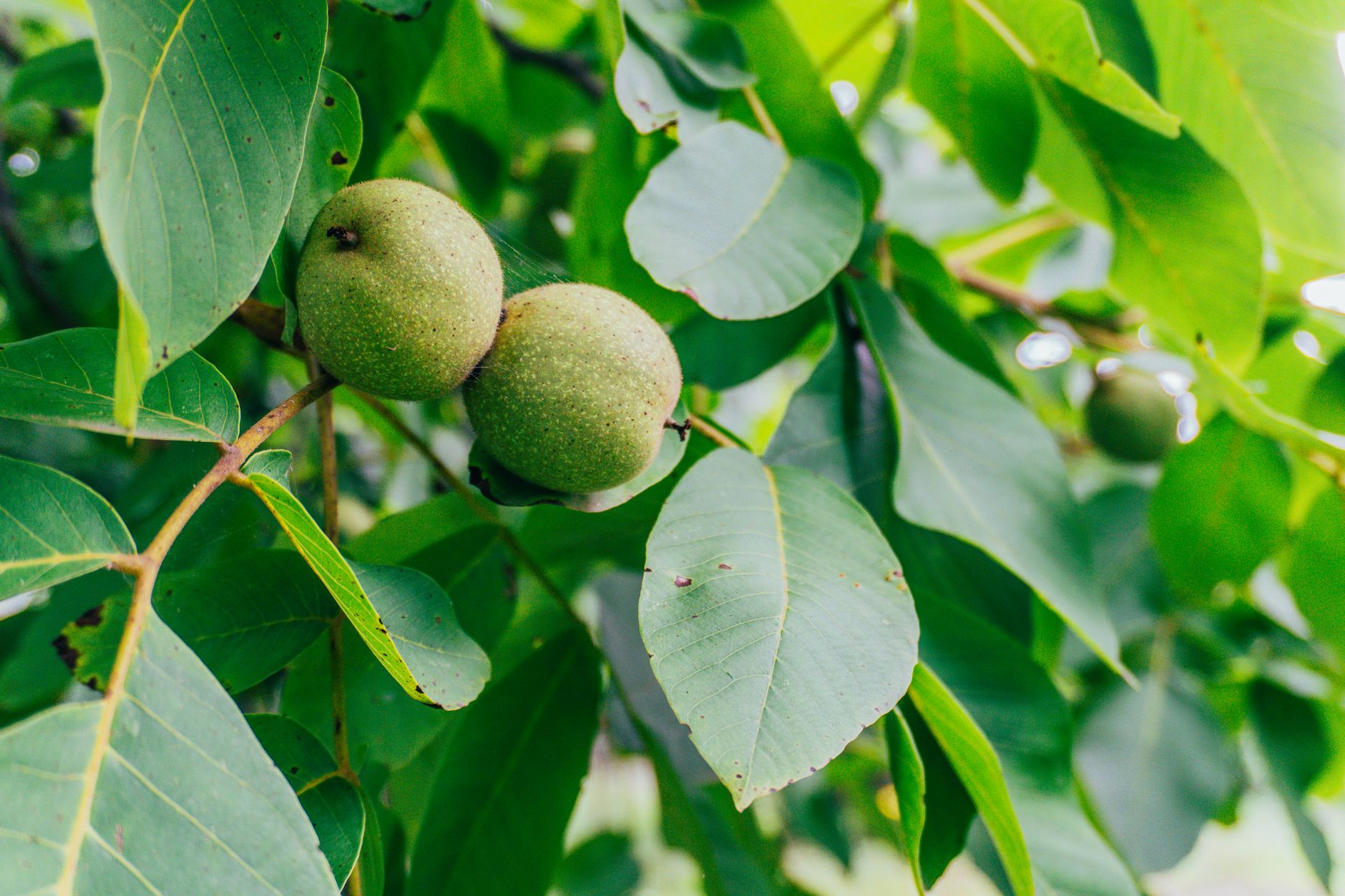 Nutrient deficiency
