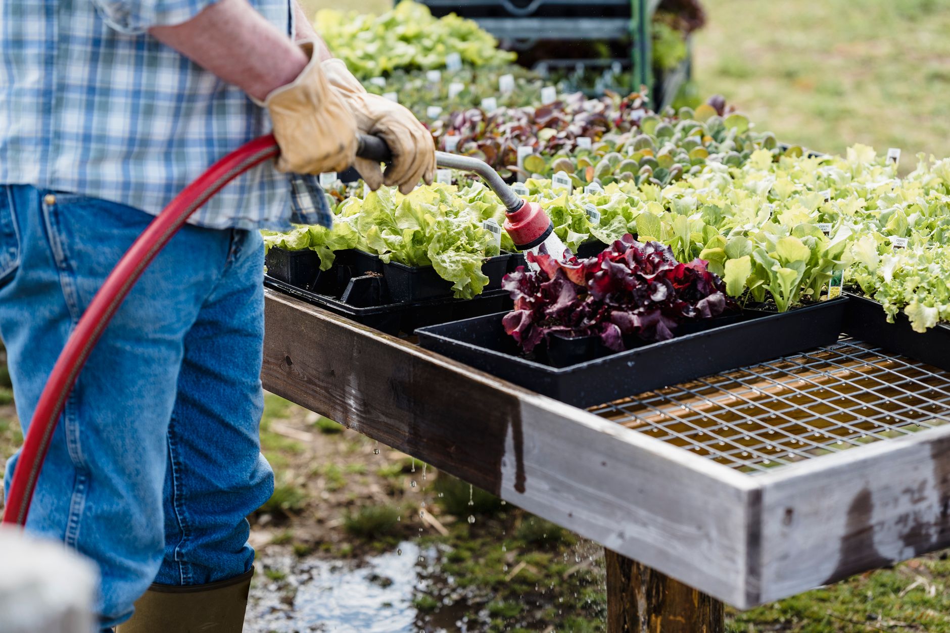 Watering a newly filled raised bed