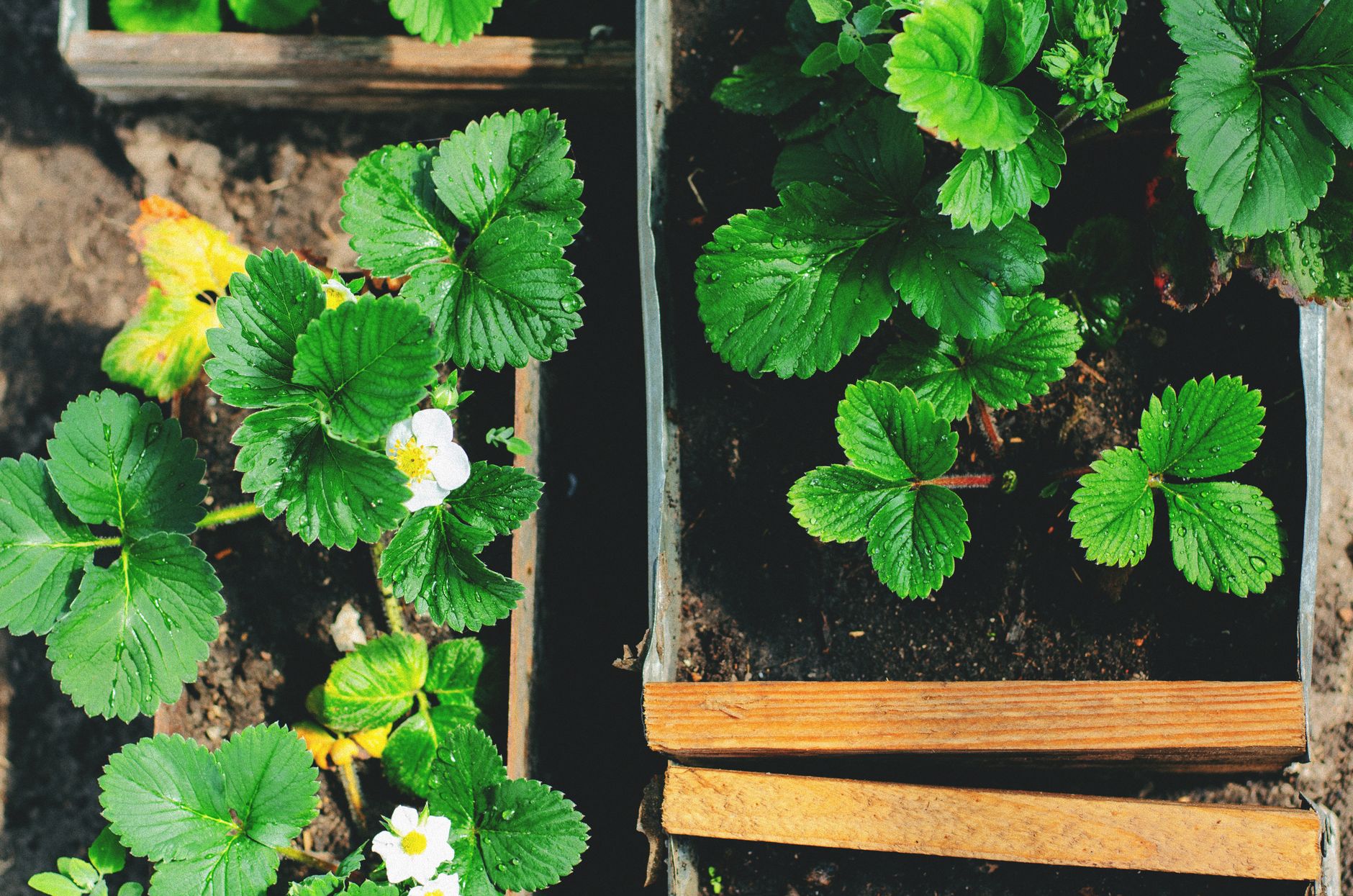 Multiple filled raised beds